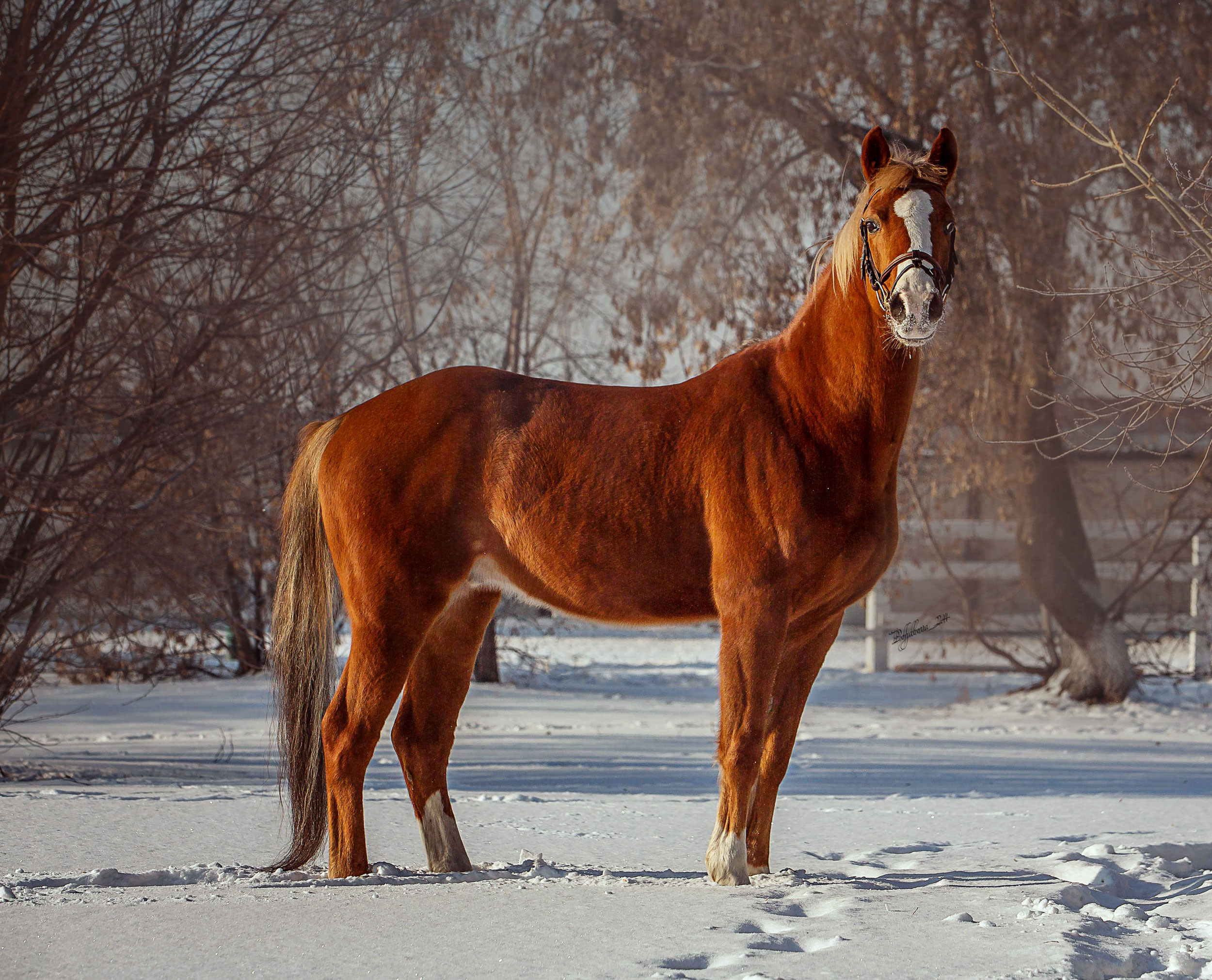 Лошади зимой. Конный фотограф в Красноярске — Любовь Похабова