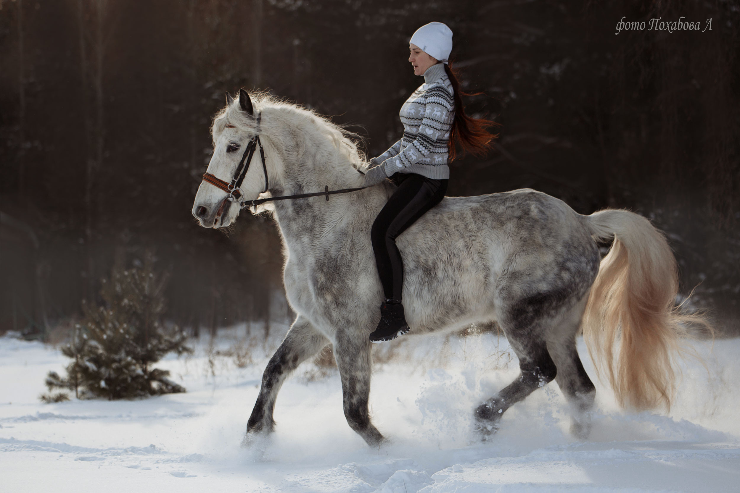 Феникс. Конный фотограф в Красноярске — Любовь Похабова