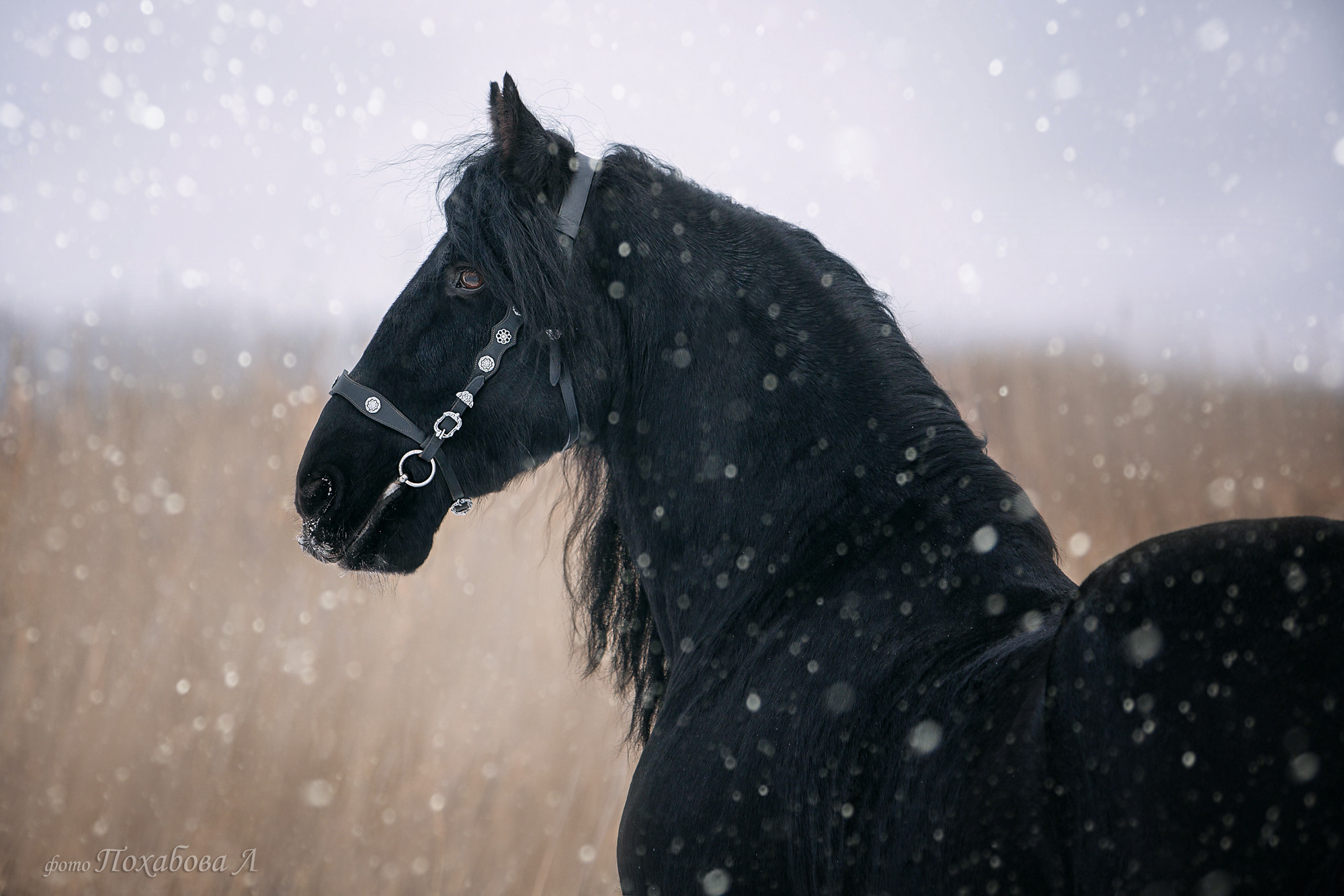 Лошади зимой. Конный фотограф в Красноярске — Любовь Похабова