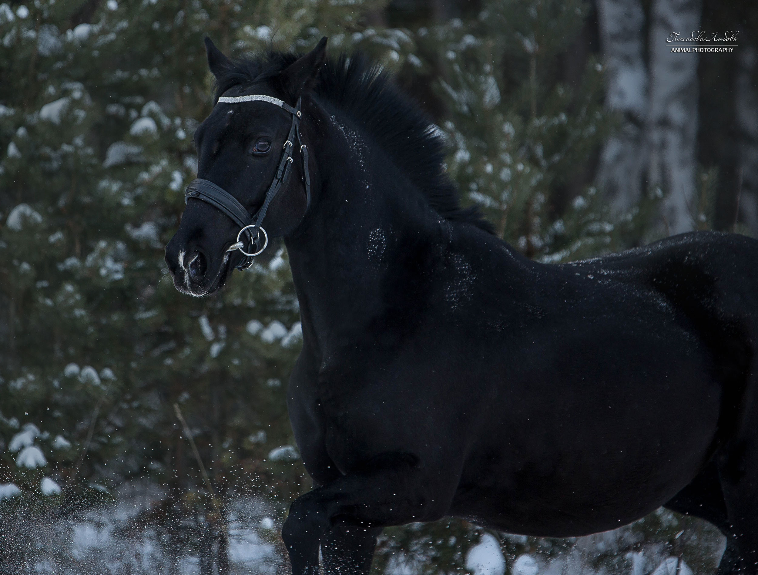 Феникс. Конный фотограф в Красноярске — Любовь Похабова