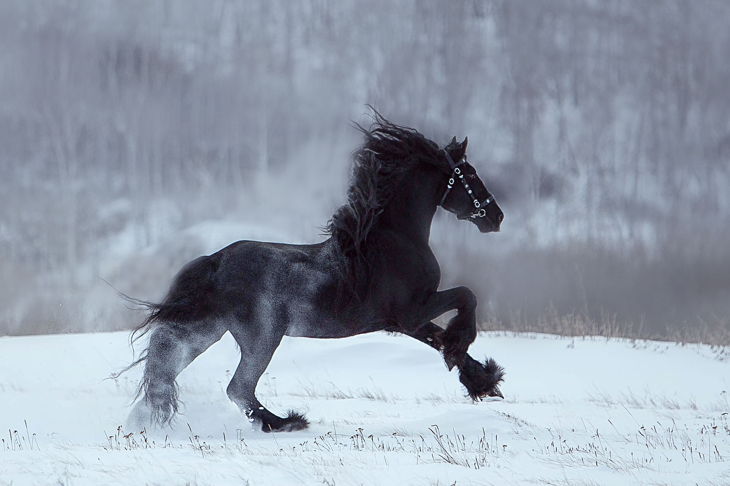Лошади зимой. Конный фотограф в Красноярске — Любовь Похабова