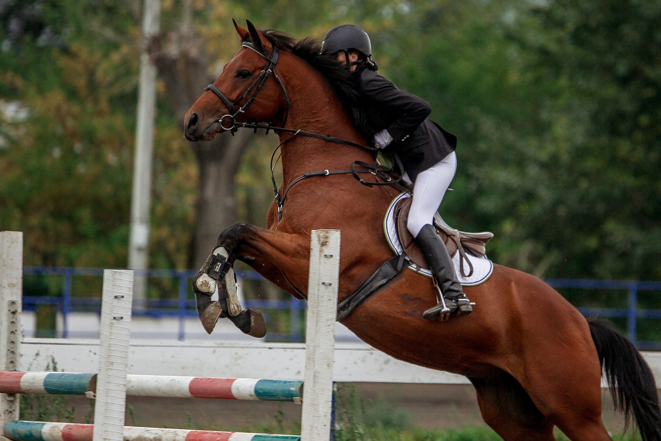 Соревнования 2022. Конный фотограф в Красноярске — Любовь Похабова