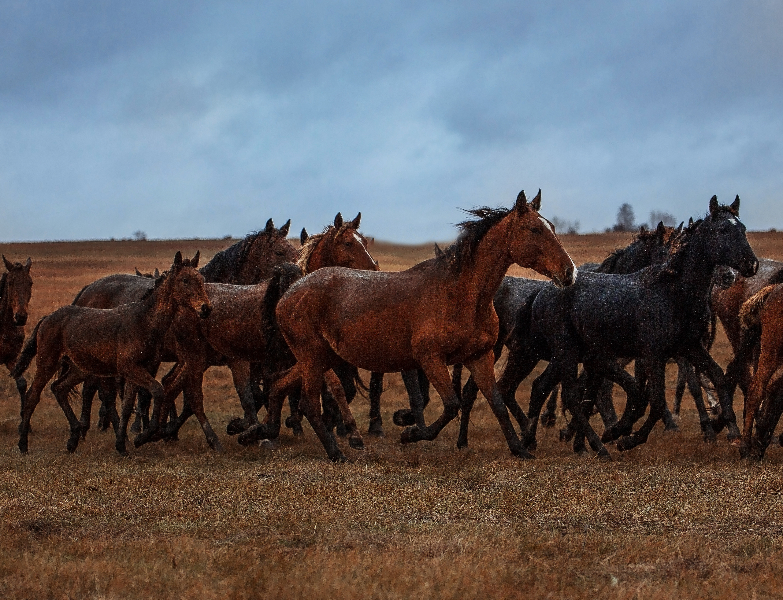 Главная. Конный фотограф в Красноярске — Любовь Похабова