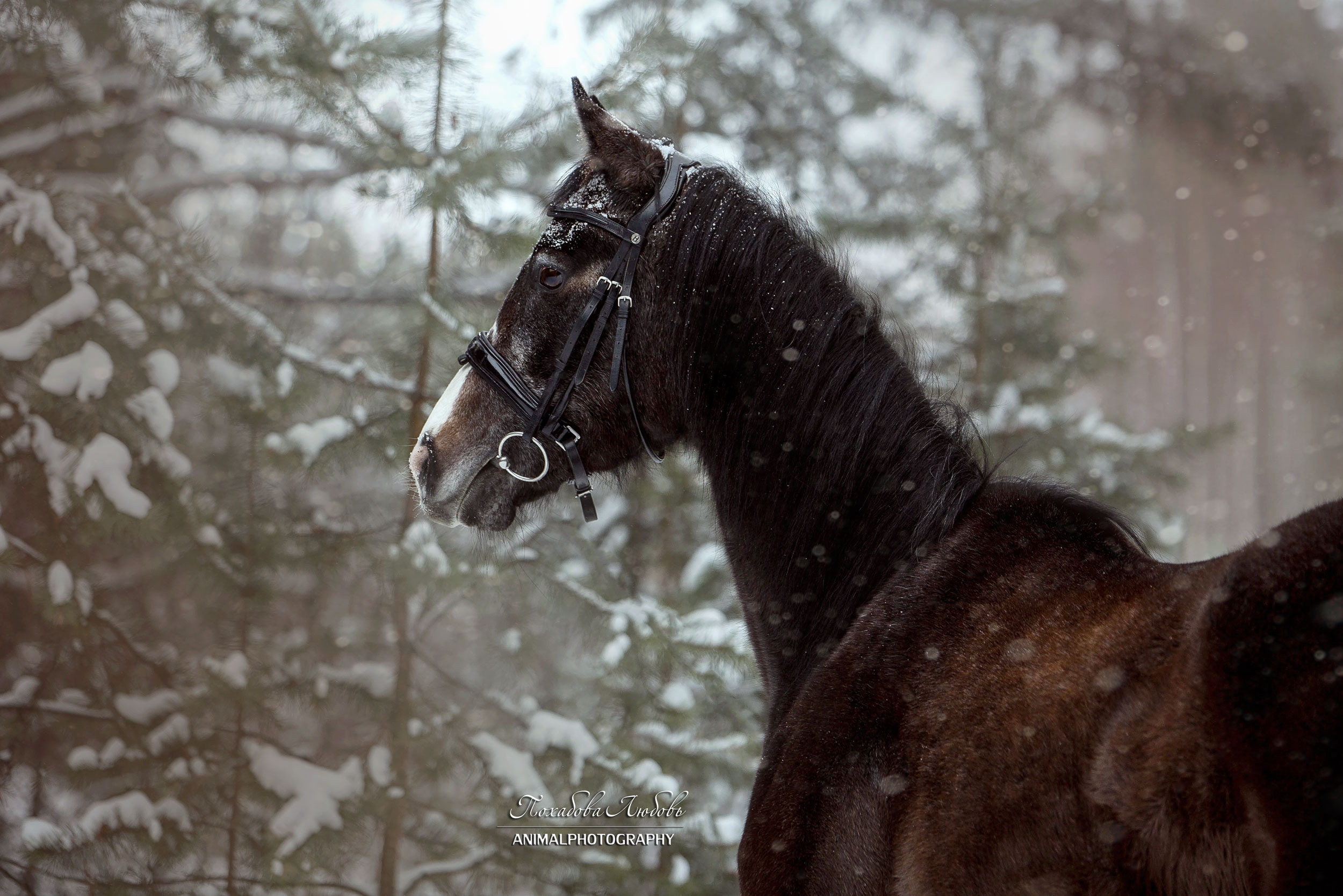 Лошади зимой. Конный фотограф в Красноярске — Любовь Похабова