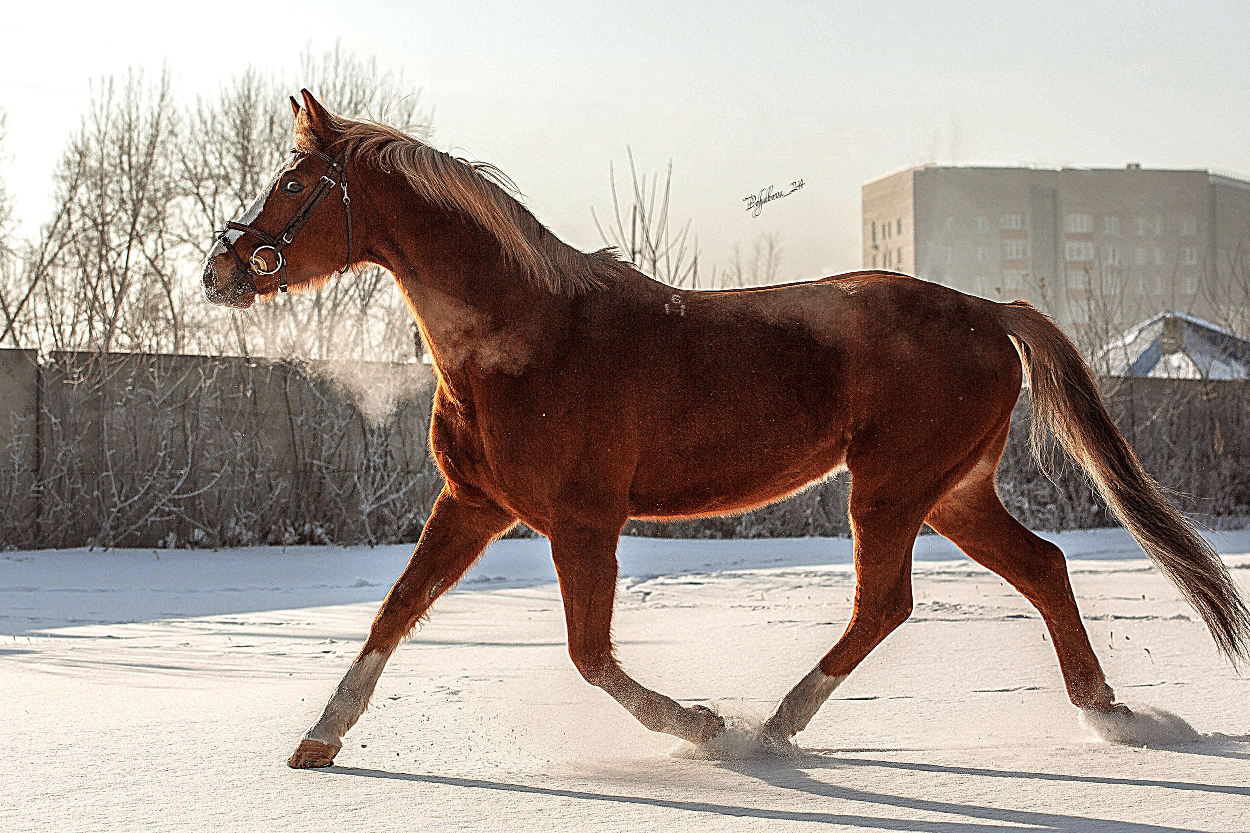 Лошади зимой. Конный фотограф в Красноярске — Любовь Похабова