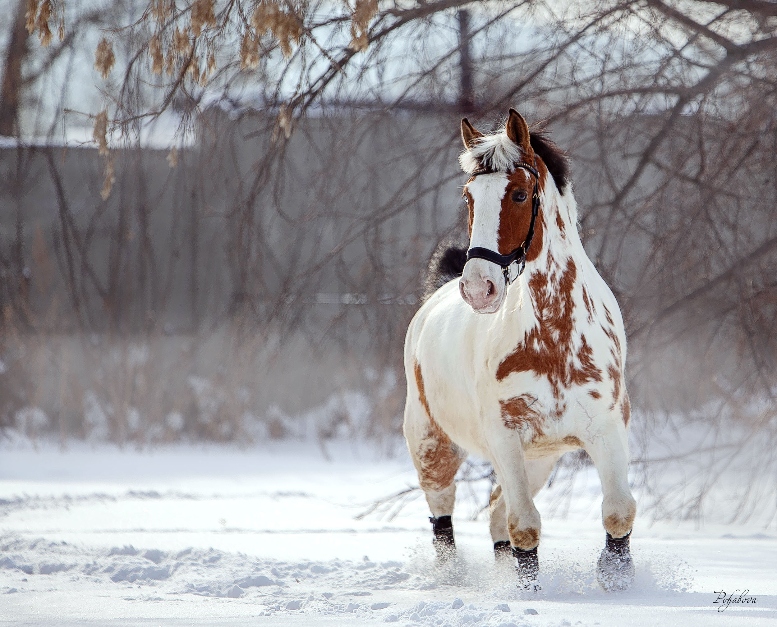 Лошади зимой. Конный фотограф в Красноярске — Любовь Похабова