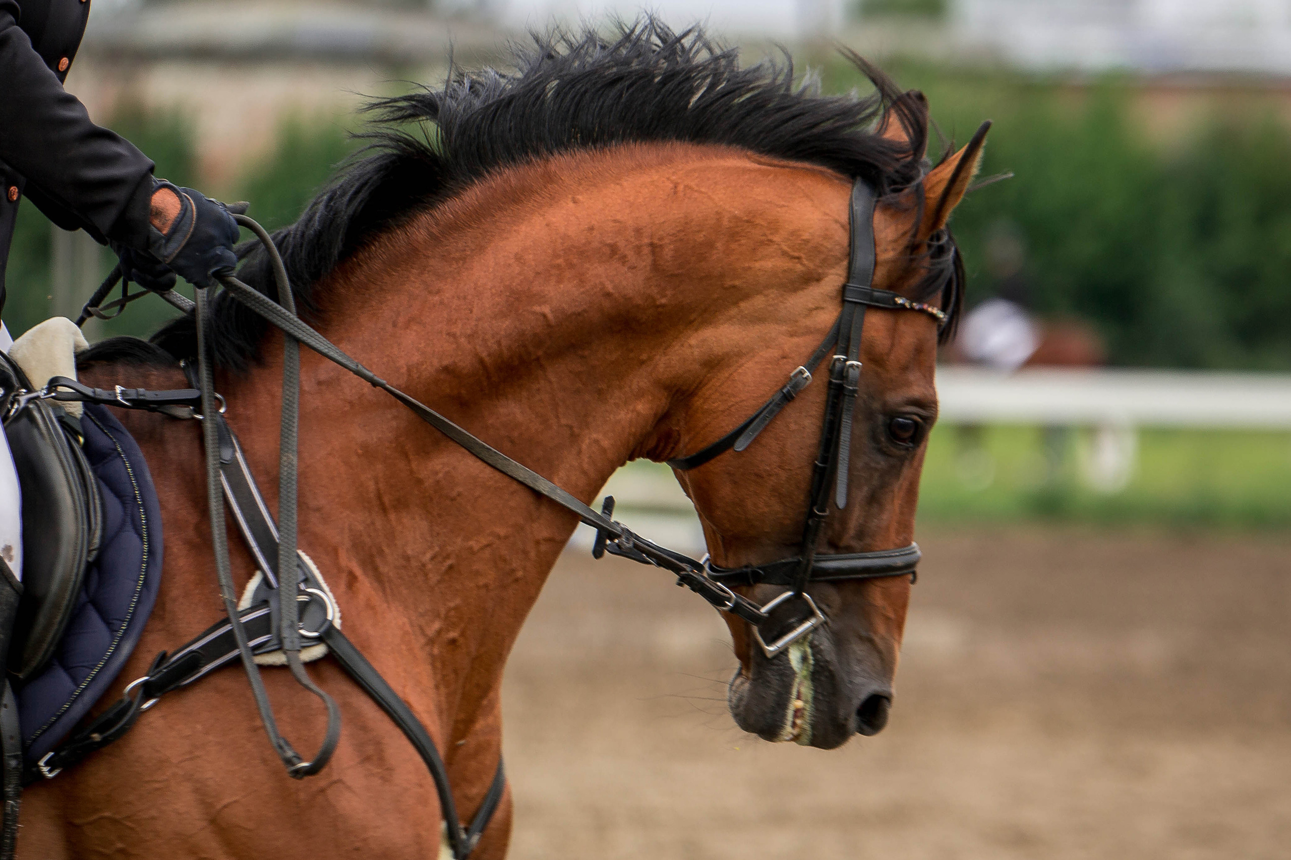 Соревнования 2022. Конный фотограф в Красноярске — Любовь Похабова
