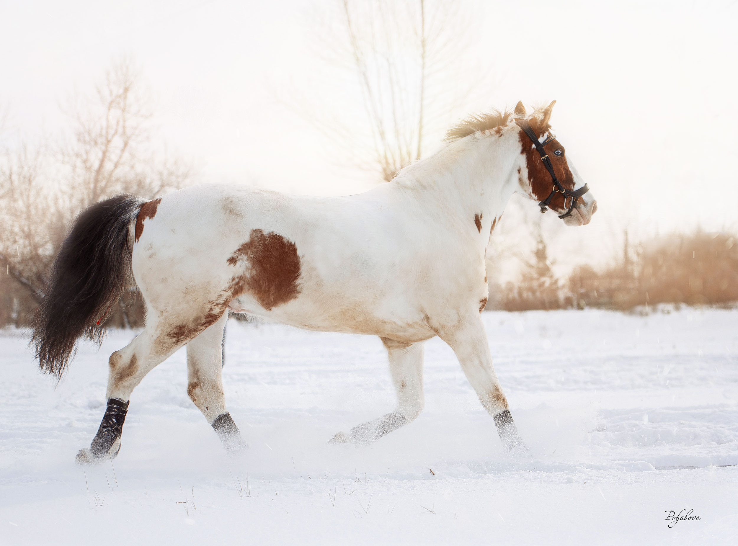 Лошади зимой. Конный фотограф в Красноярске — Любовь Похабова