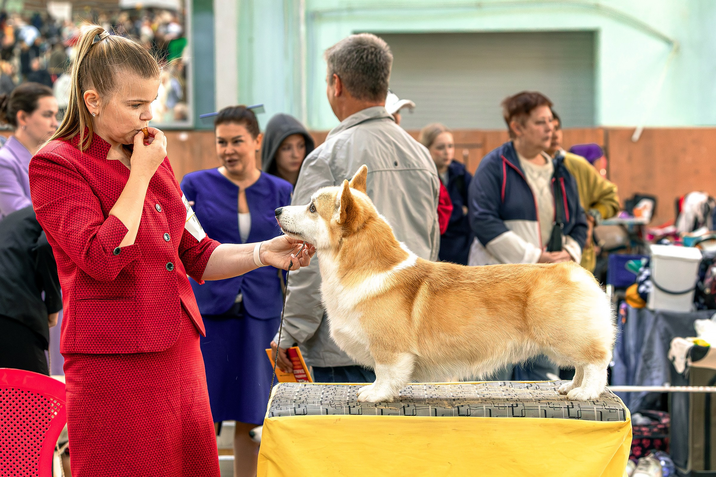 30 августа 2025, Выставка РКФ, г. Челябинск. Htykk_photo