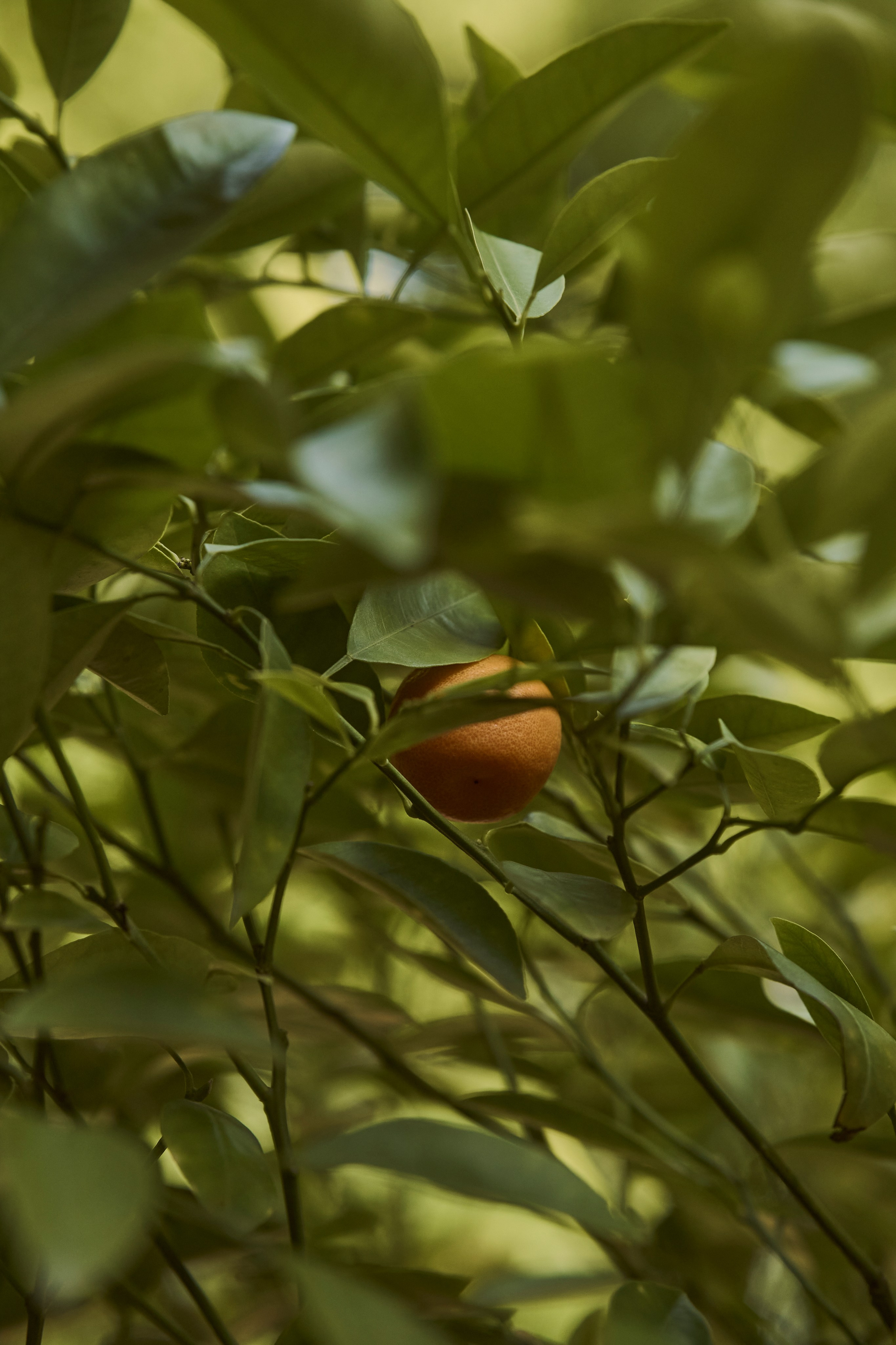 Kris. Гасанова Алина|Фотограф в Санкт-Петербурге