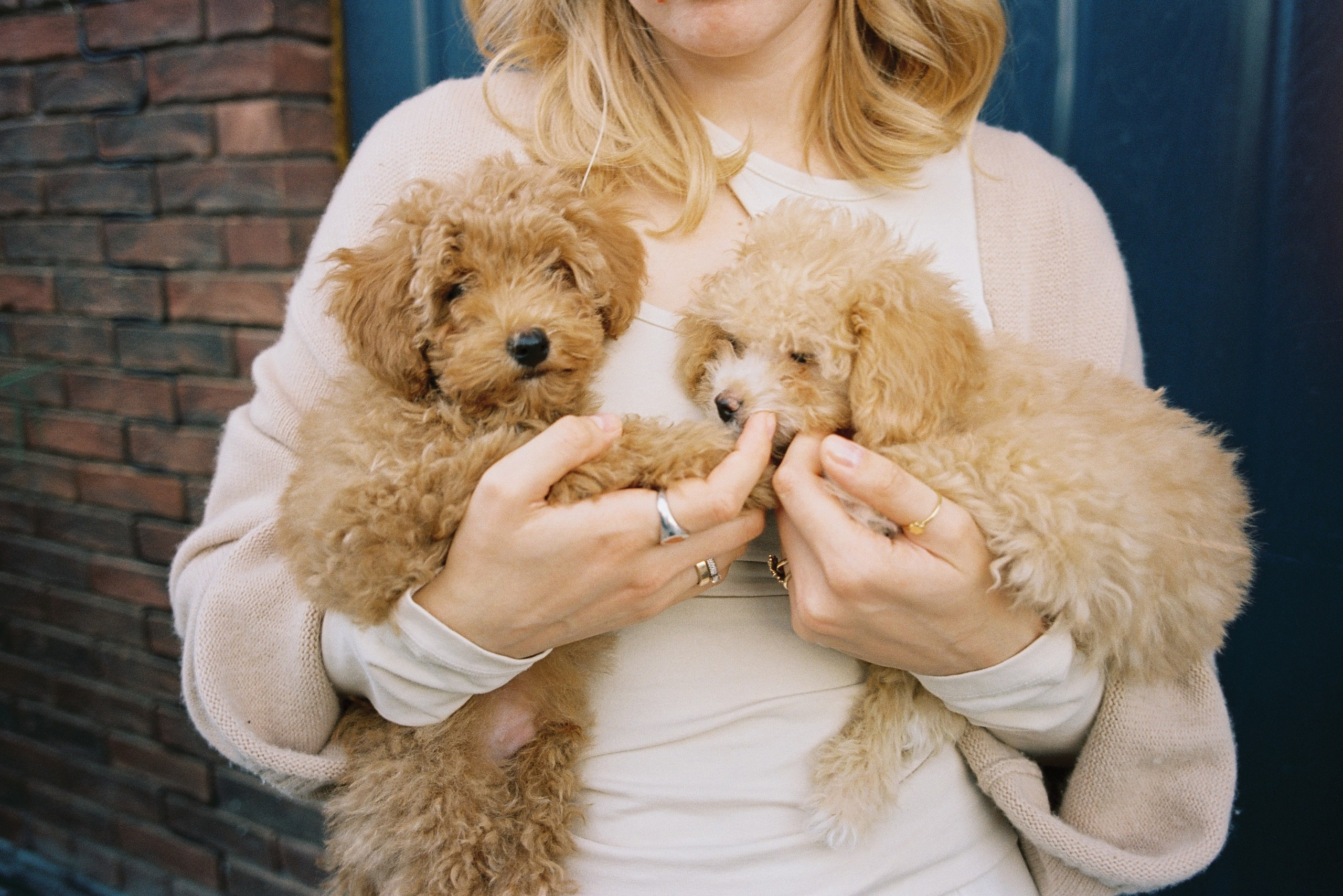 Саша, Мирон и щенки. Свадебный и фэшн фотограф в Москве и Санкт-Петербурге