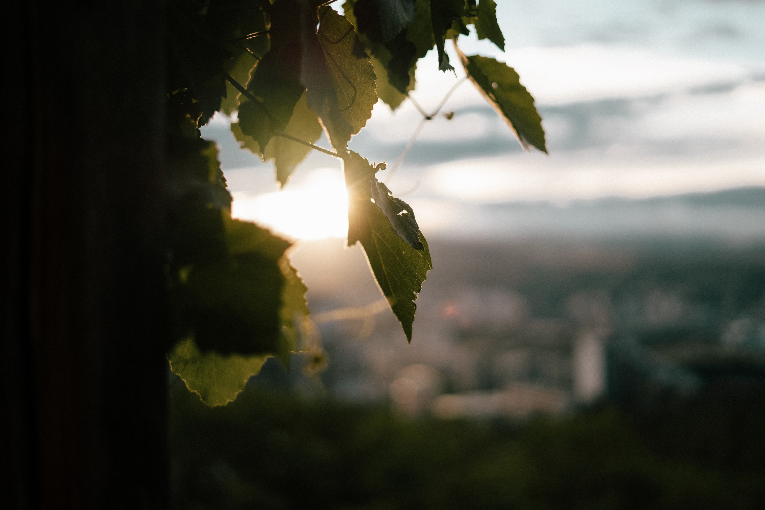 Happy birthday. Портретный и семейный фотограф в Мариуполе, РФ. Даша Жогло