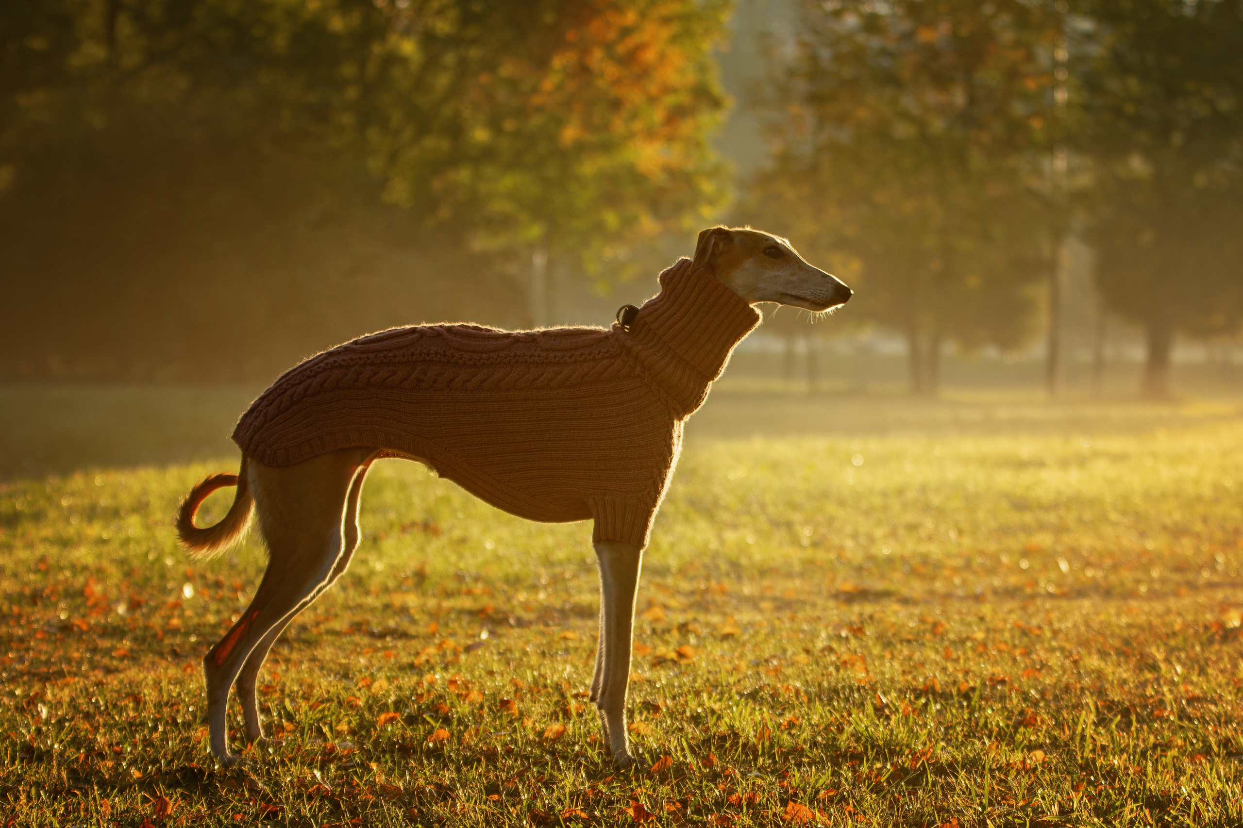 Осеннее утро с Мухой. Фотограф-анималист Юлия Зубкова