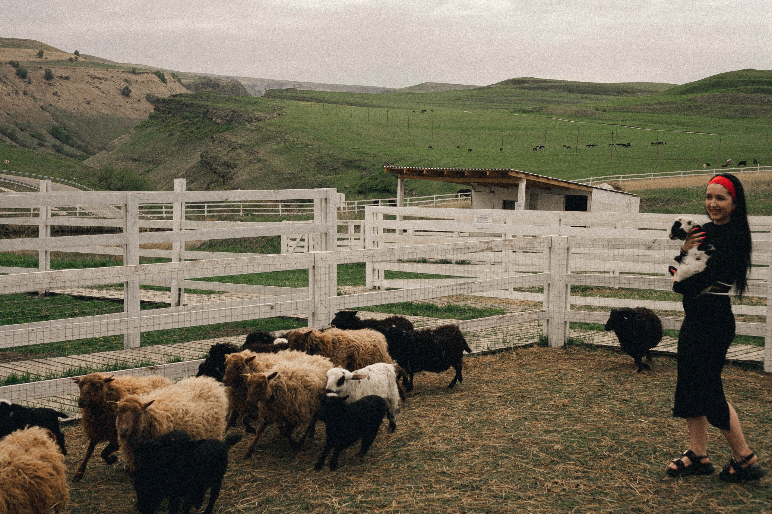 Ферма Альпак. Профессиональный фотограф, Санкт-Петербург — Виктория Богомолова