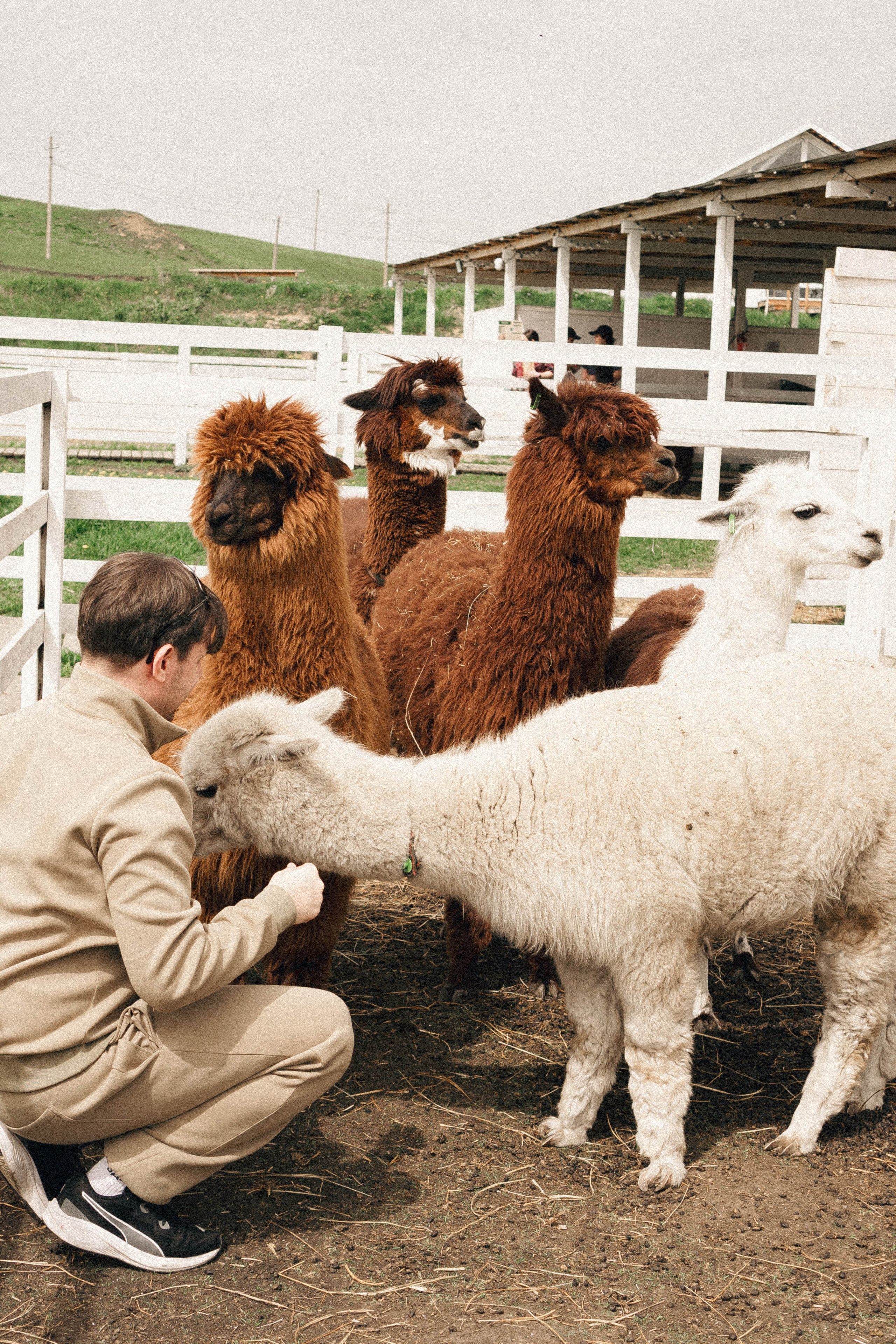Ферма Альпак. Профессиональный фотограф, Санкт-Петербург — Виктория Богомолова