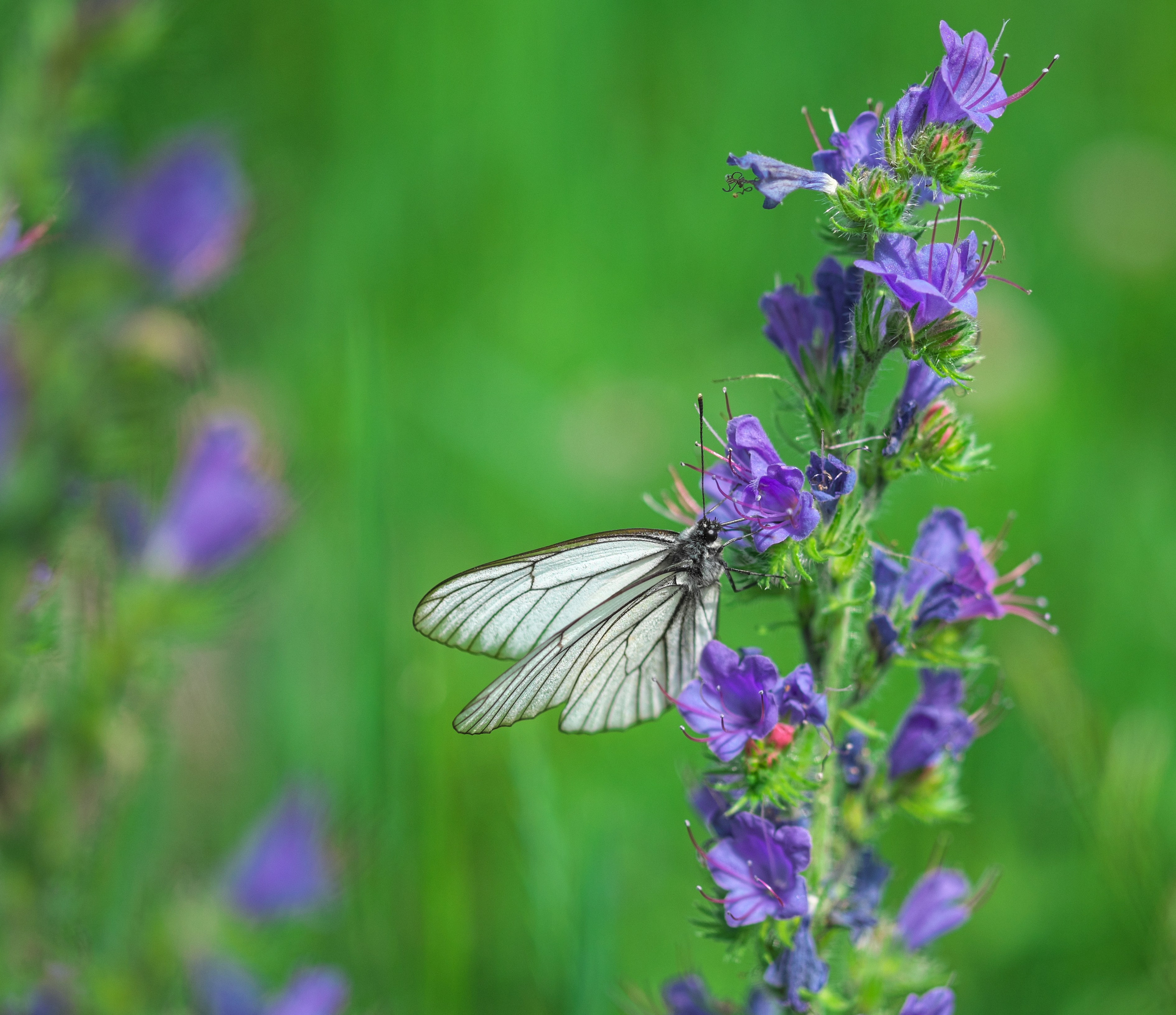 Бабочки. Антон Великий