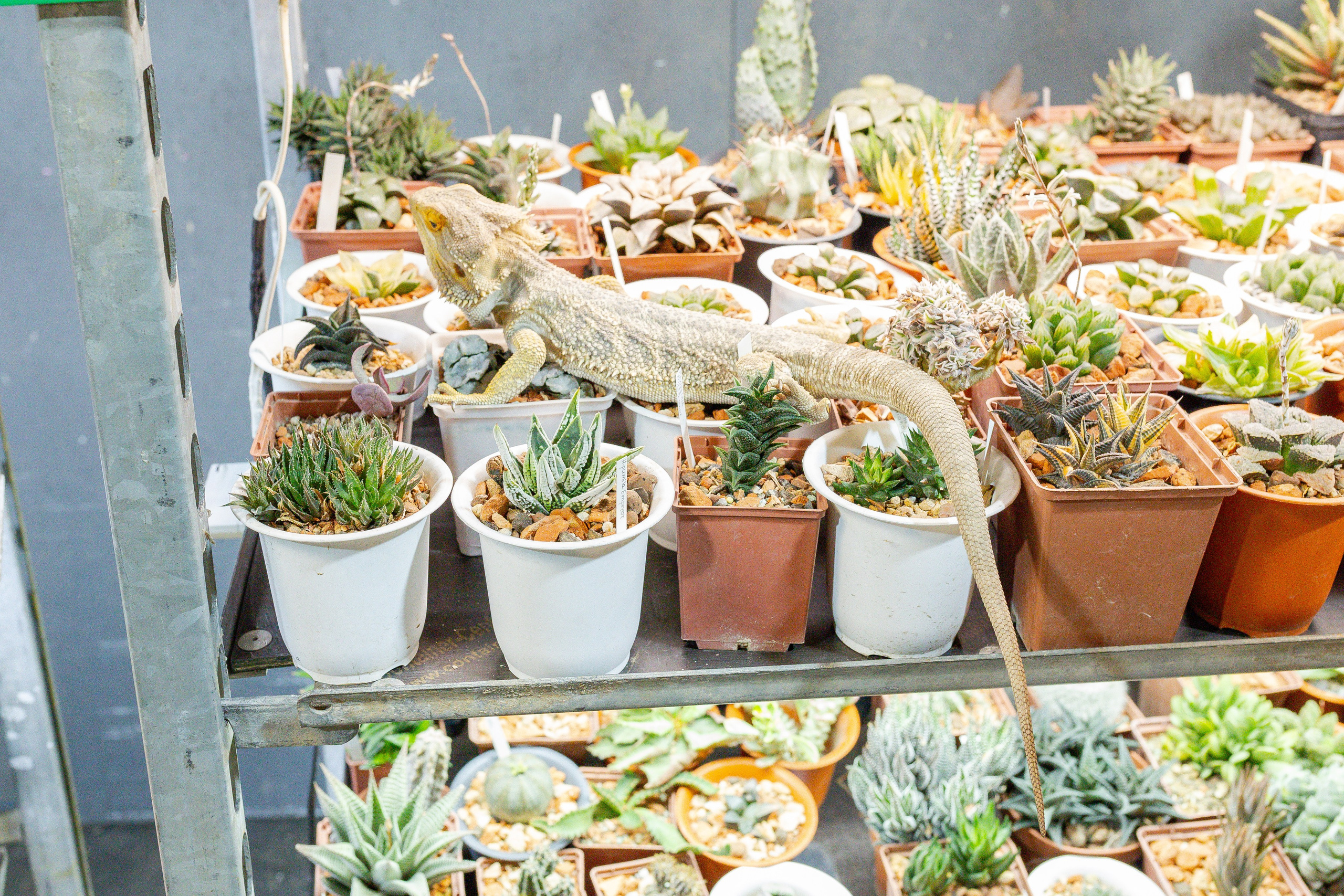 Кактус Фест. Александра Куликова фотограф, Москва