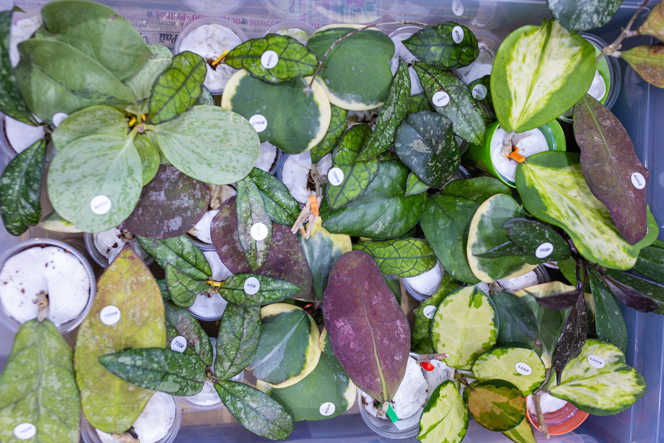 Орхидиум 12.2025. Александра Куликова фотограф, Москва