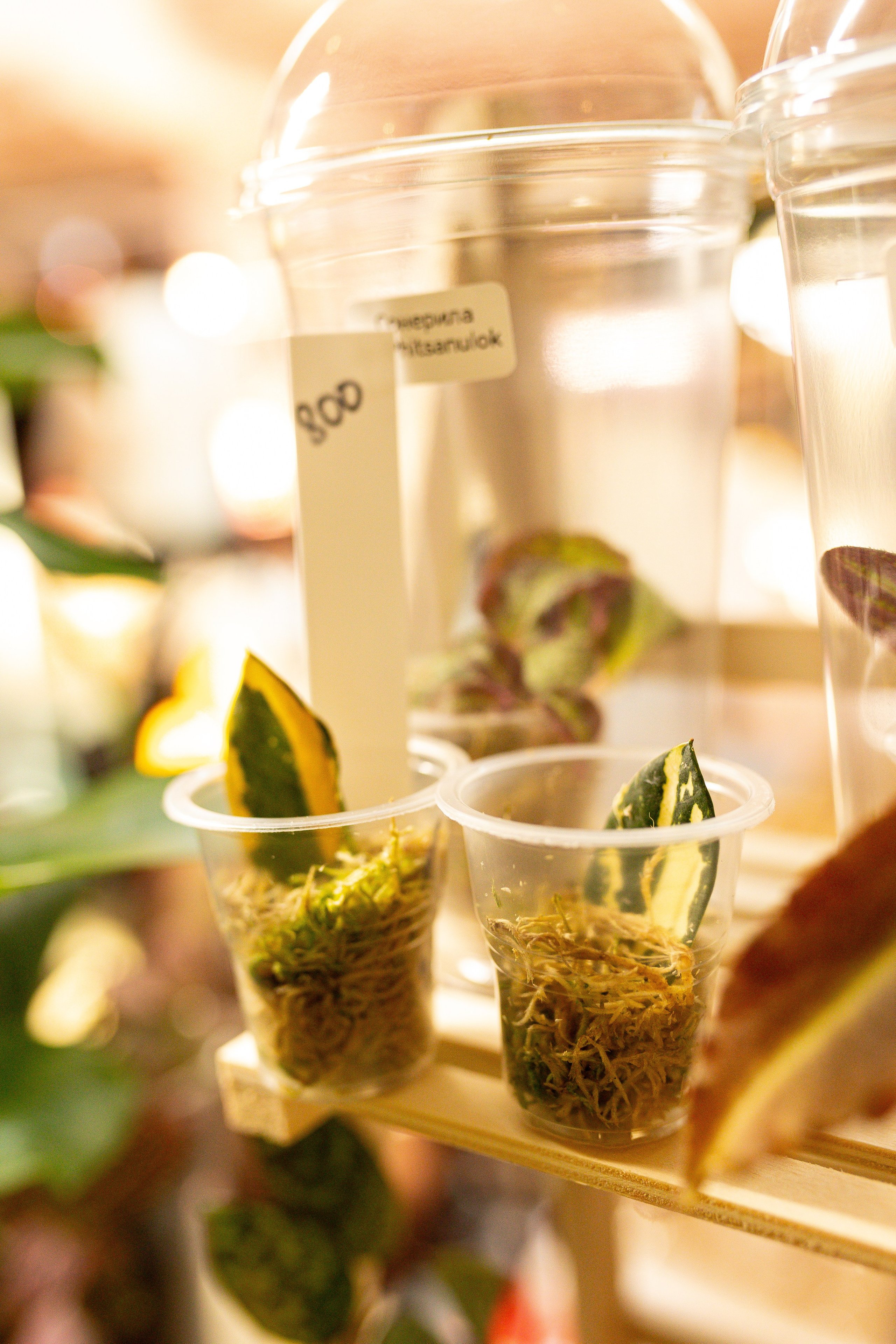 Growbox 1–2 марта. Александра Куликова фотограф, Москва