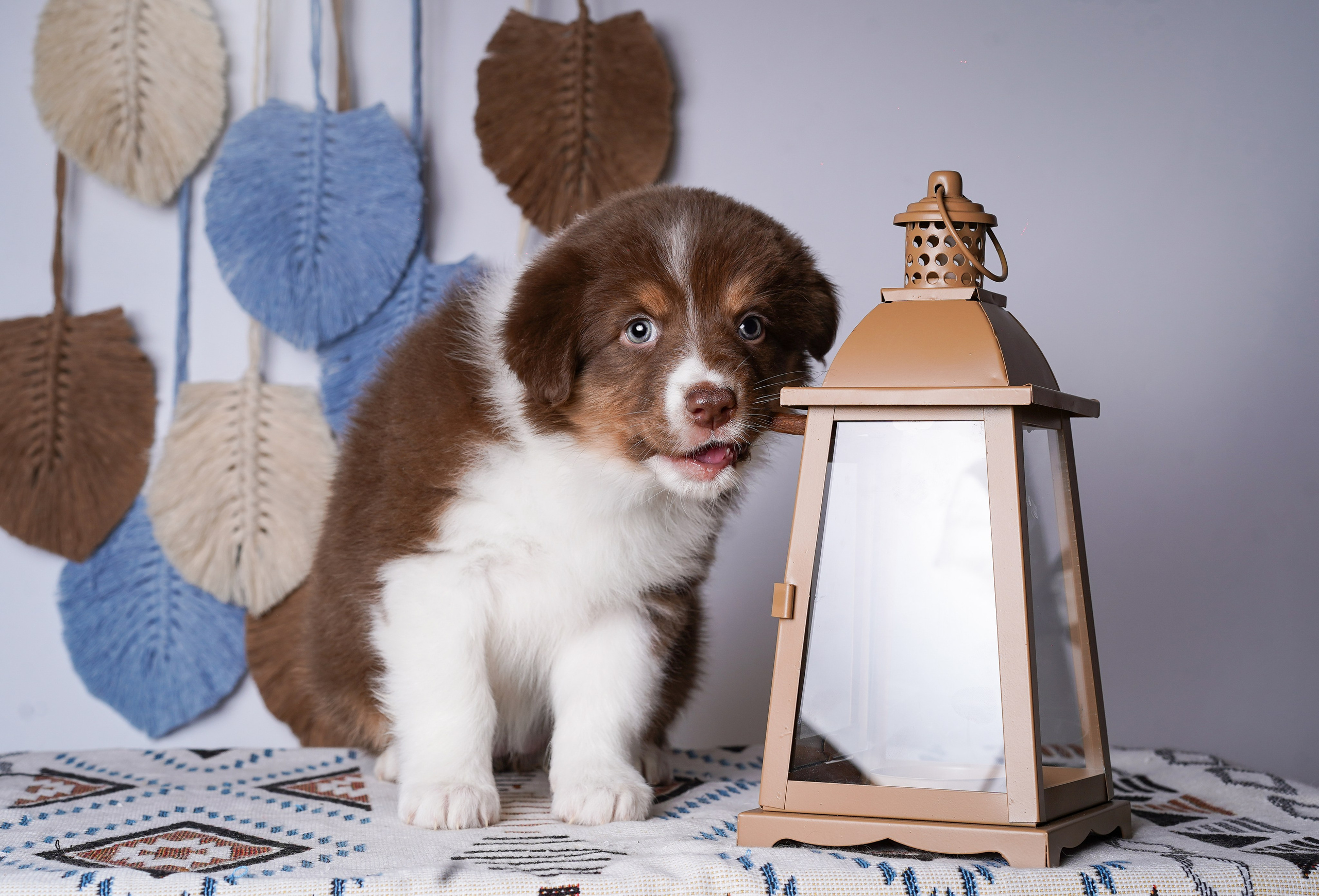 Щенки аусси. Фотограф-анималист в Санкт-Петербурге Яна Мартынова