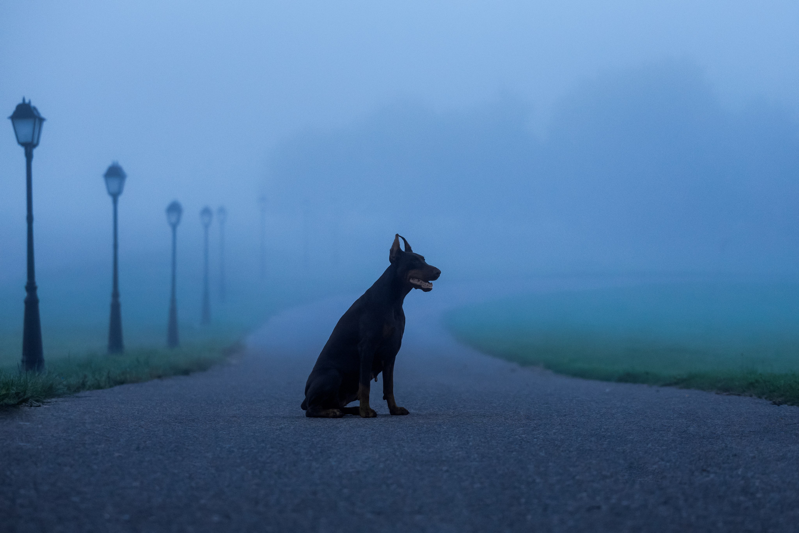 Портфолио: Фотосъёмка собак в Москве и области — авторские образы. Фотограф-анималист и бренд-фотограф в Москве | Фотография собак, людей, бизнес-портрет