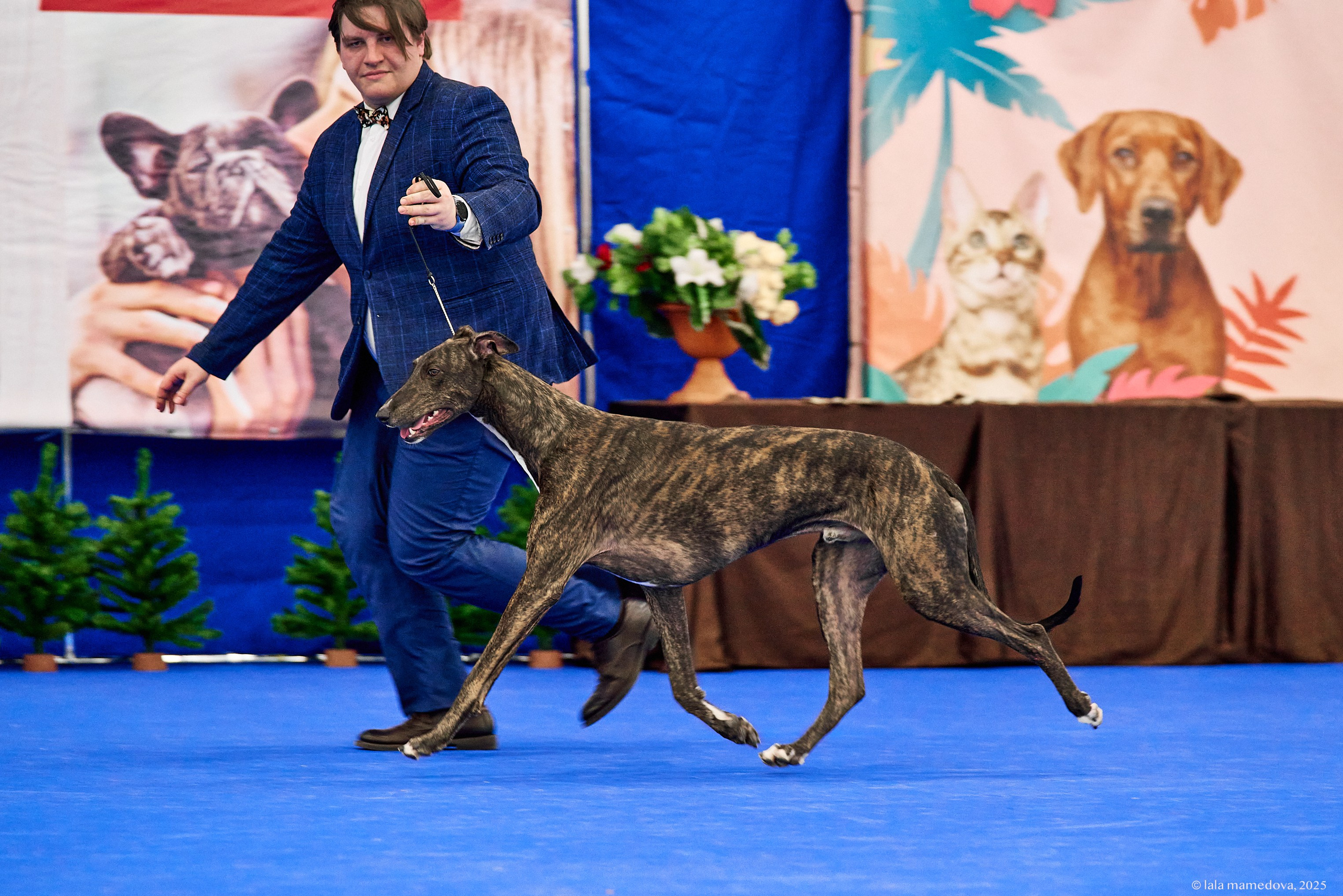 22-23 FEB 2025 | NATIONAL DOG SHOW «BALTIC TRIUMPH-2025»