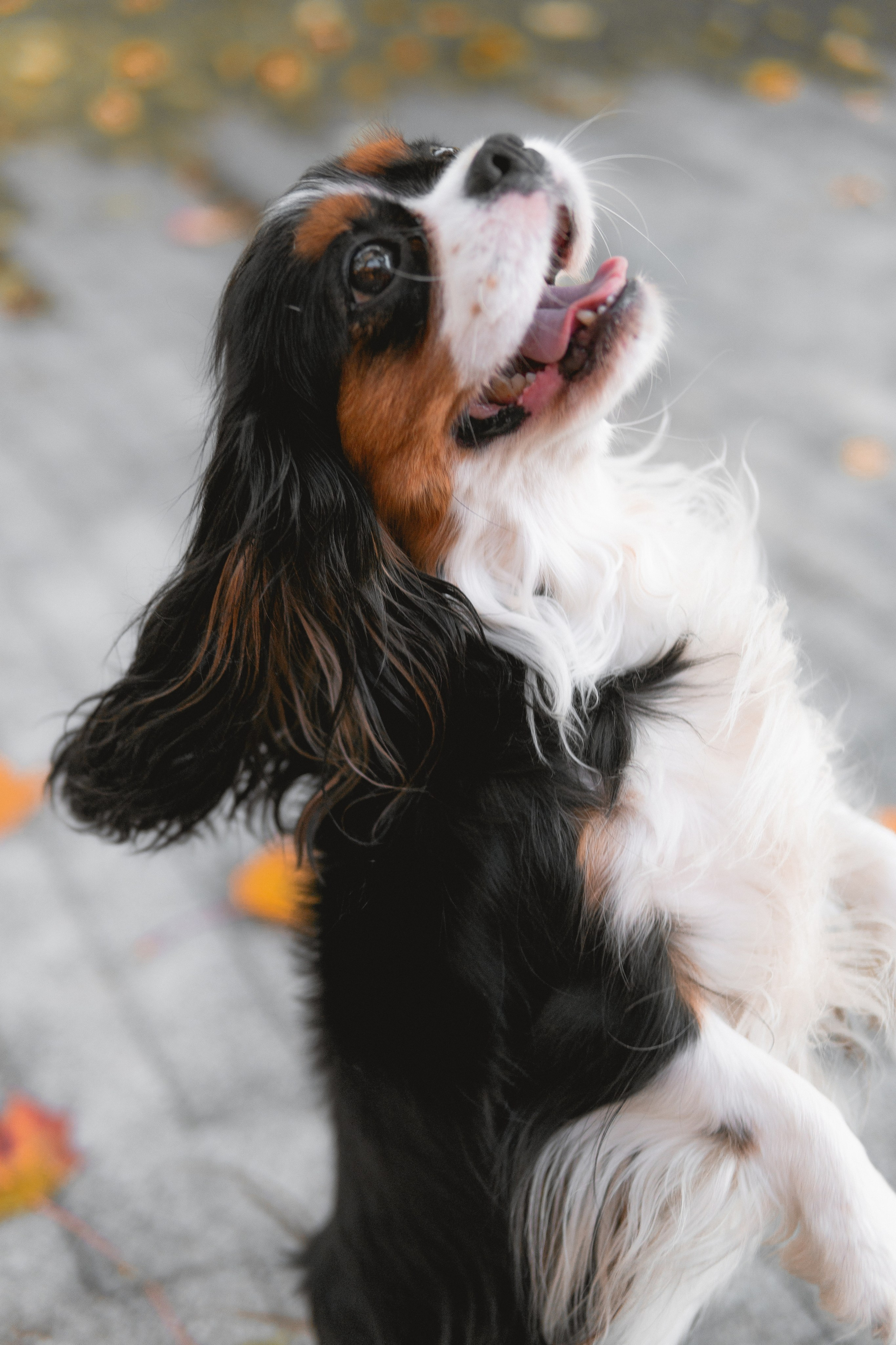 Катя и Беки: солнечная история. Портретный и репортажный фотограф в Воронеже: Анастасия Пузикова