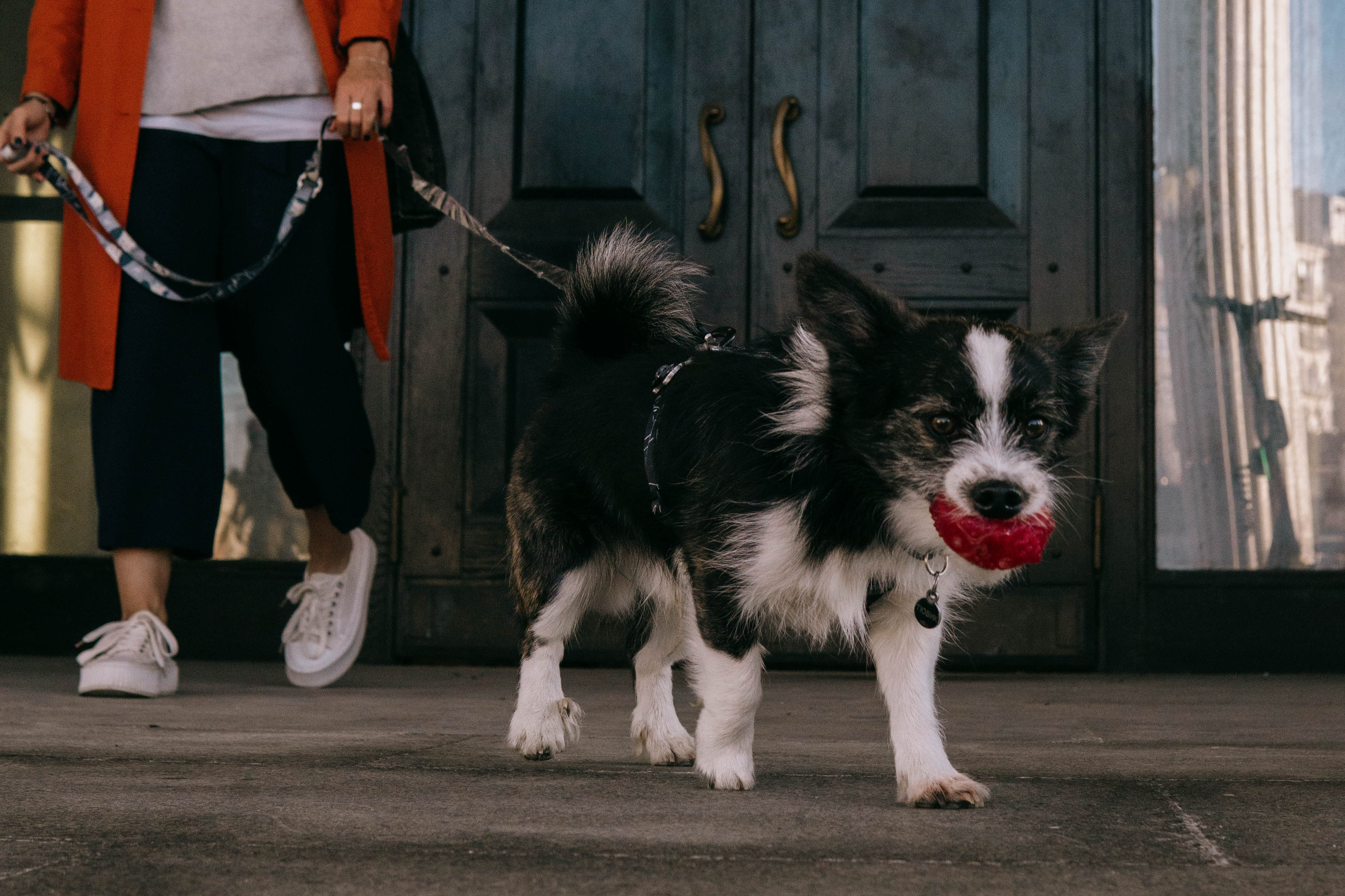 Даша и Тюбик. Фотограф-анималист Ксения Воробьева, Москва
