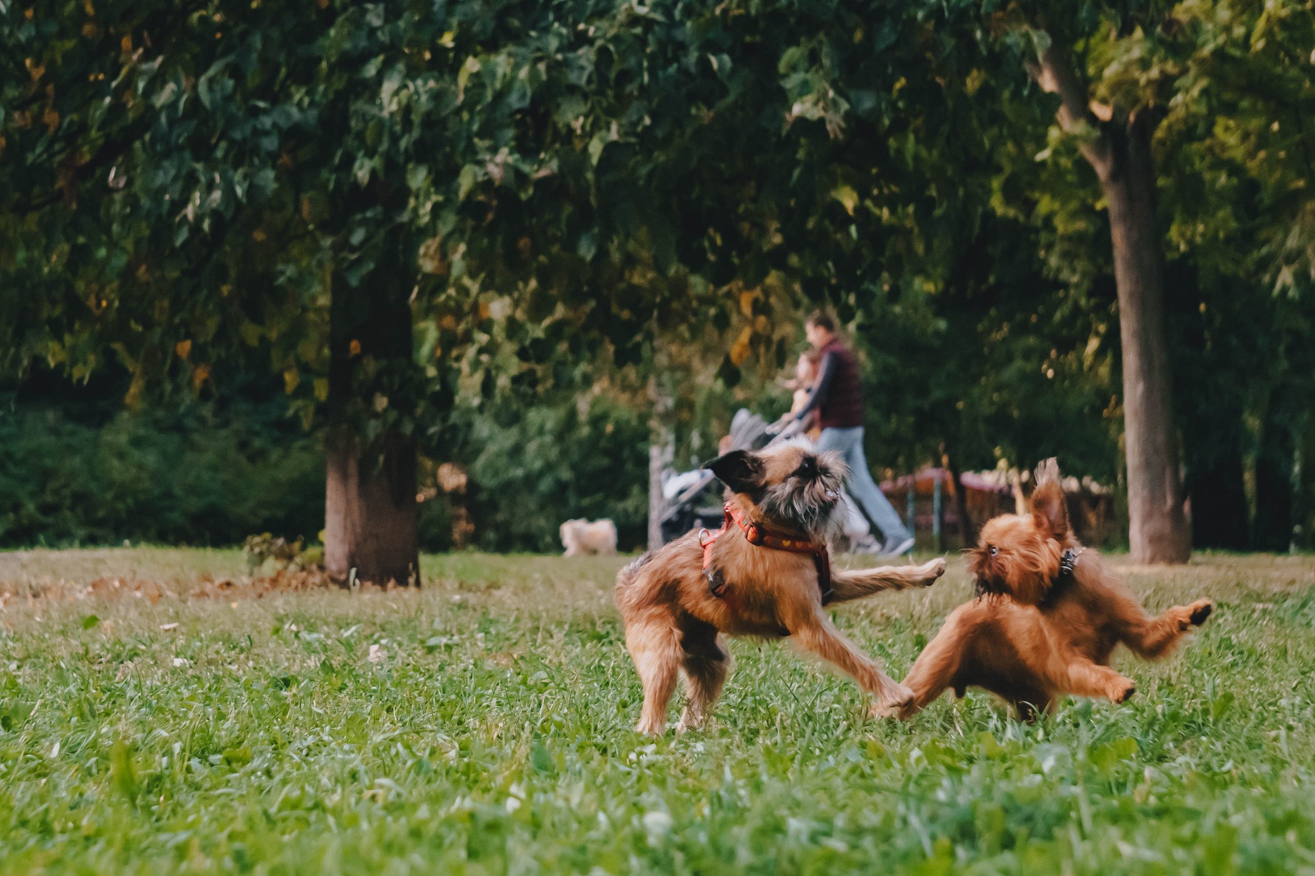 Мини-туса гриффоны и брабансоны. Фотограф-анималист Ксения Воробьева, Москва