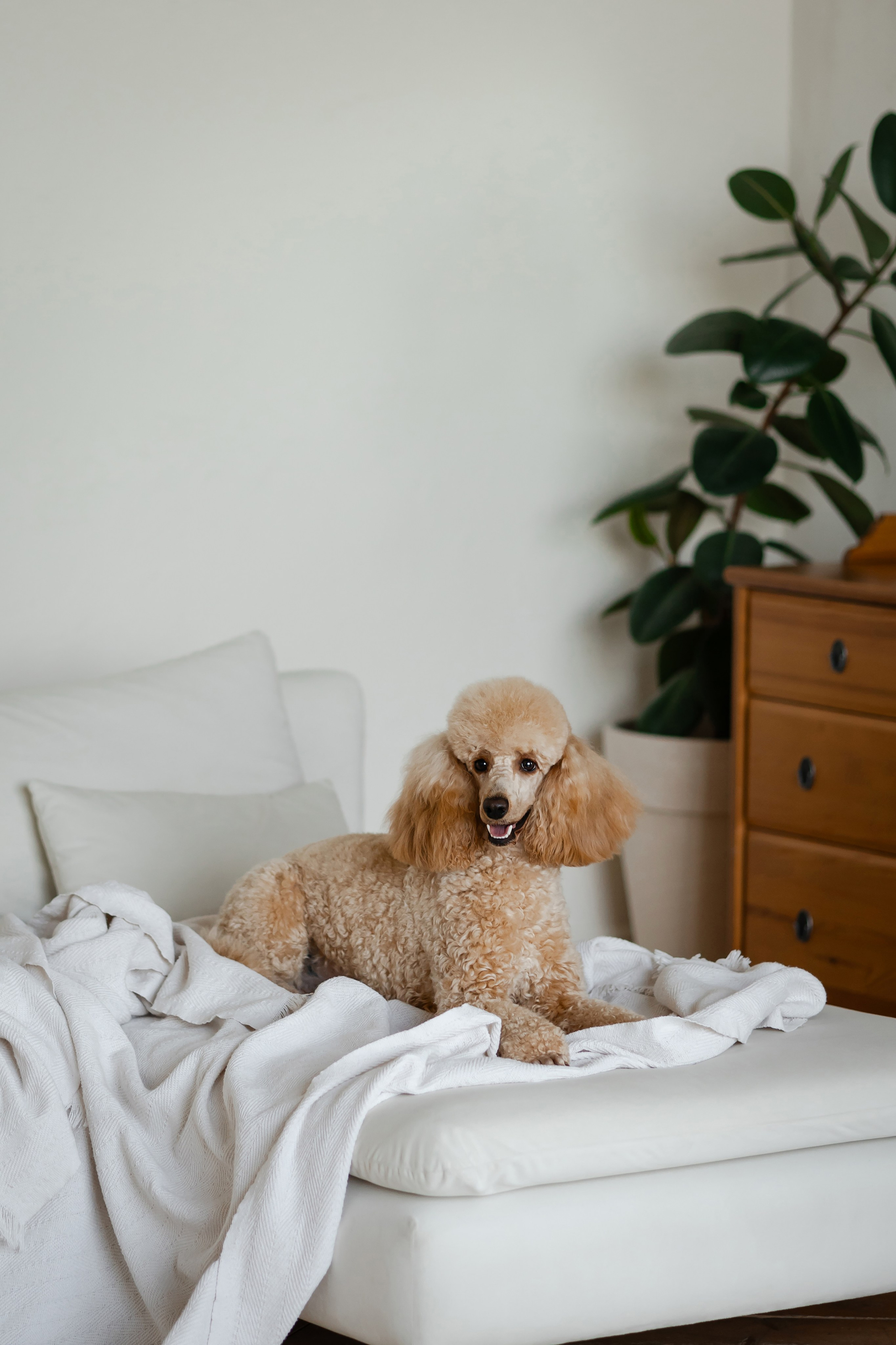 Фотосессия пуделя в студии. Фотограф-анималист в Краснодаре Маша Мельникова