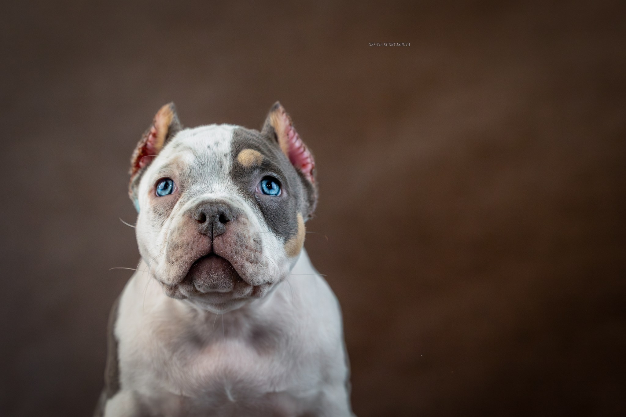 Американский булли!. Фотограф 📸 анималист, предметный, репортажный