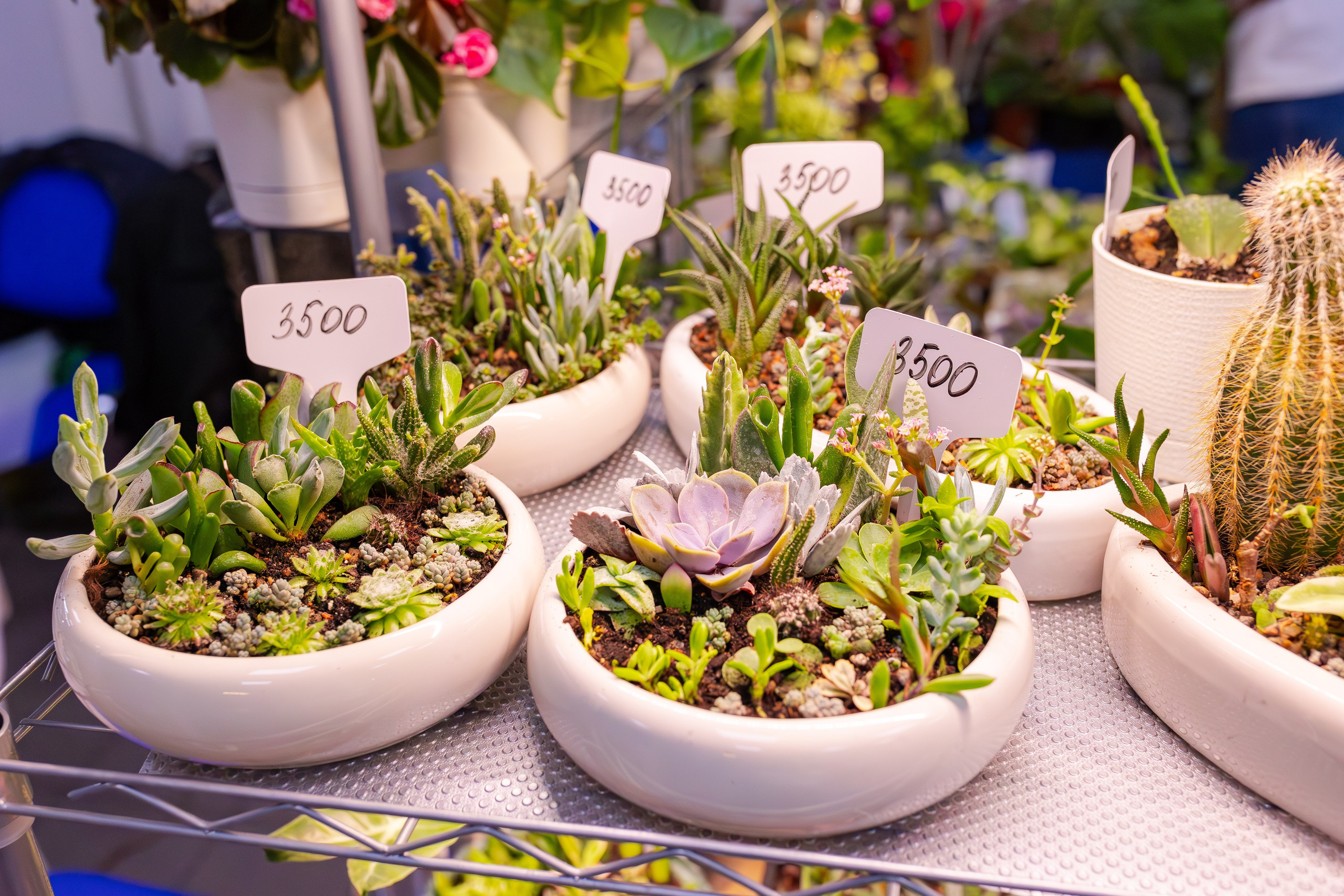 Орхидиум сентябрь 2025. Александра Куликова фотограф, Москва