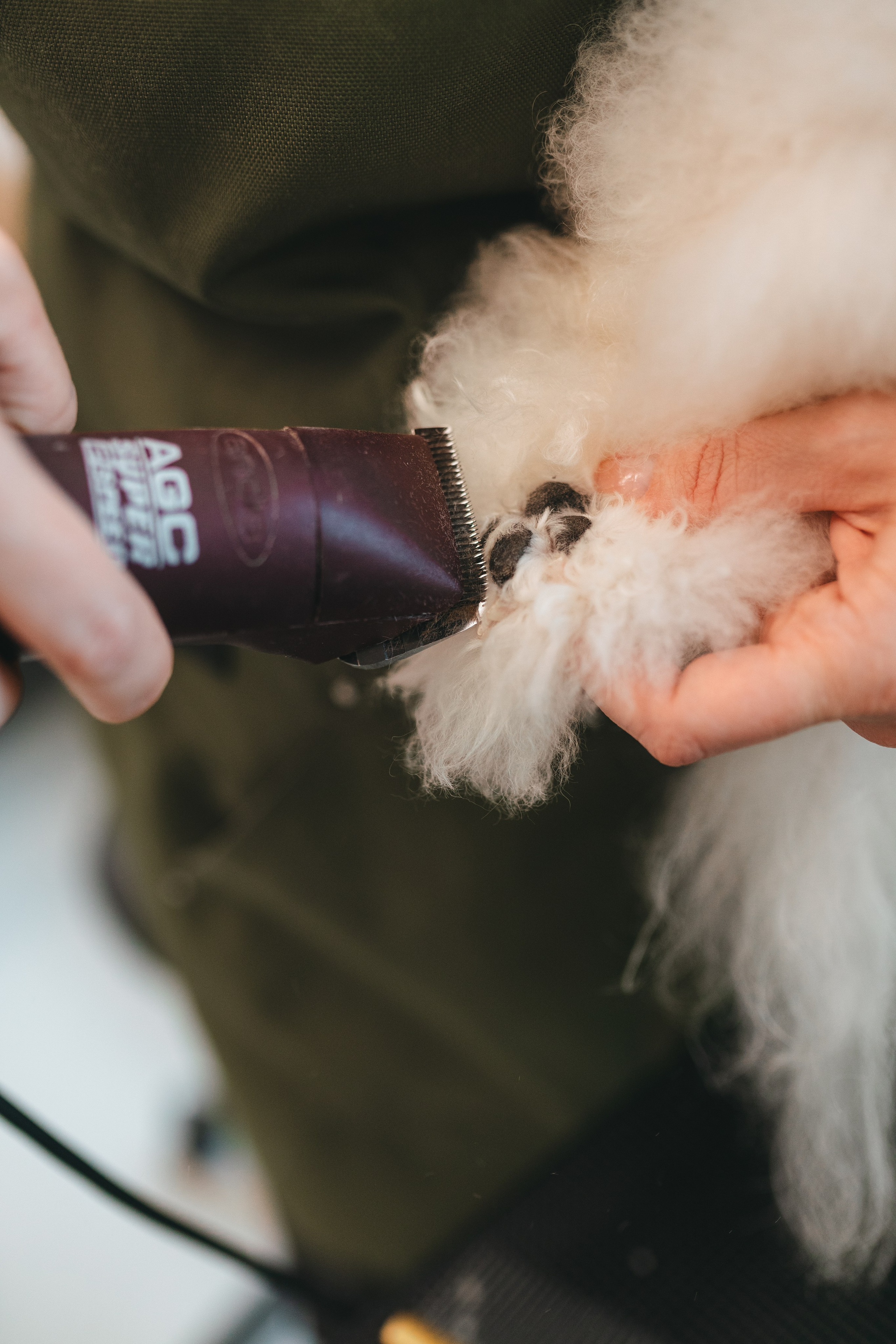 Груминг — салон. Фотограф анималист Осипчикова Мария