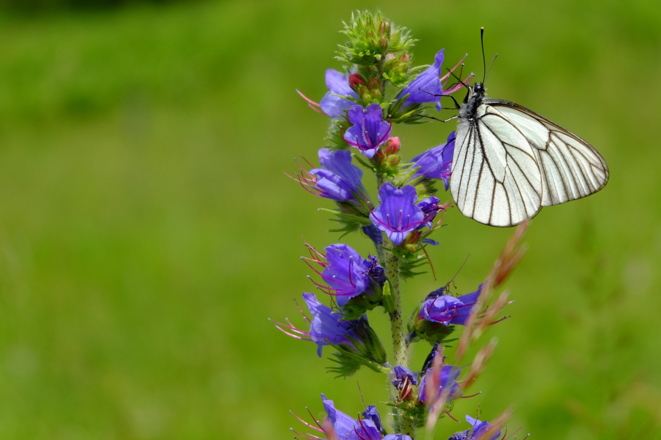 Бабочки. Антон Великий