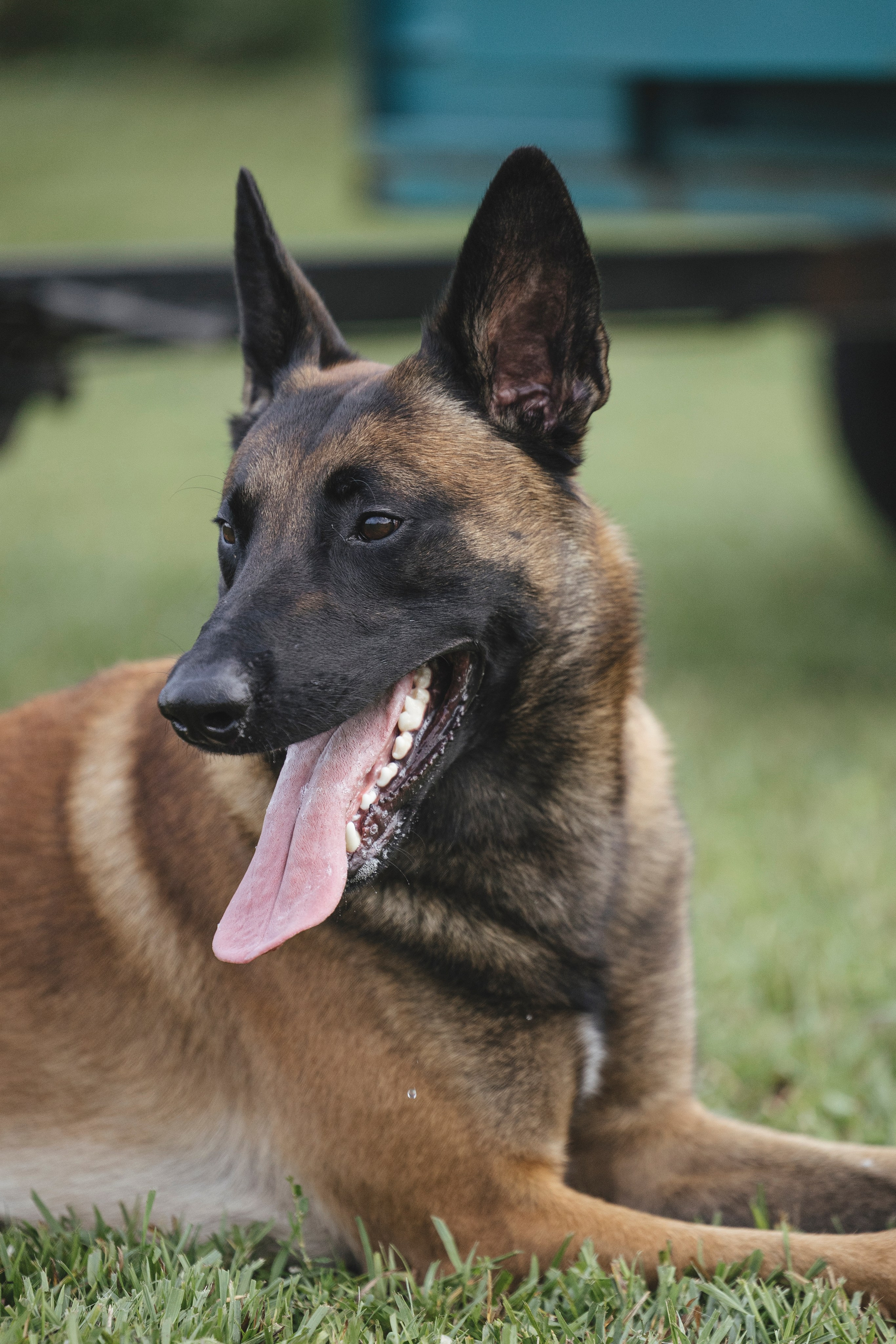 08.08.25-10.08.25 ЧР по мондьорингу г. Вологда. Фотограф-анималист Анна Маринич