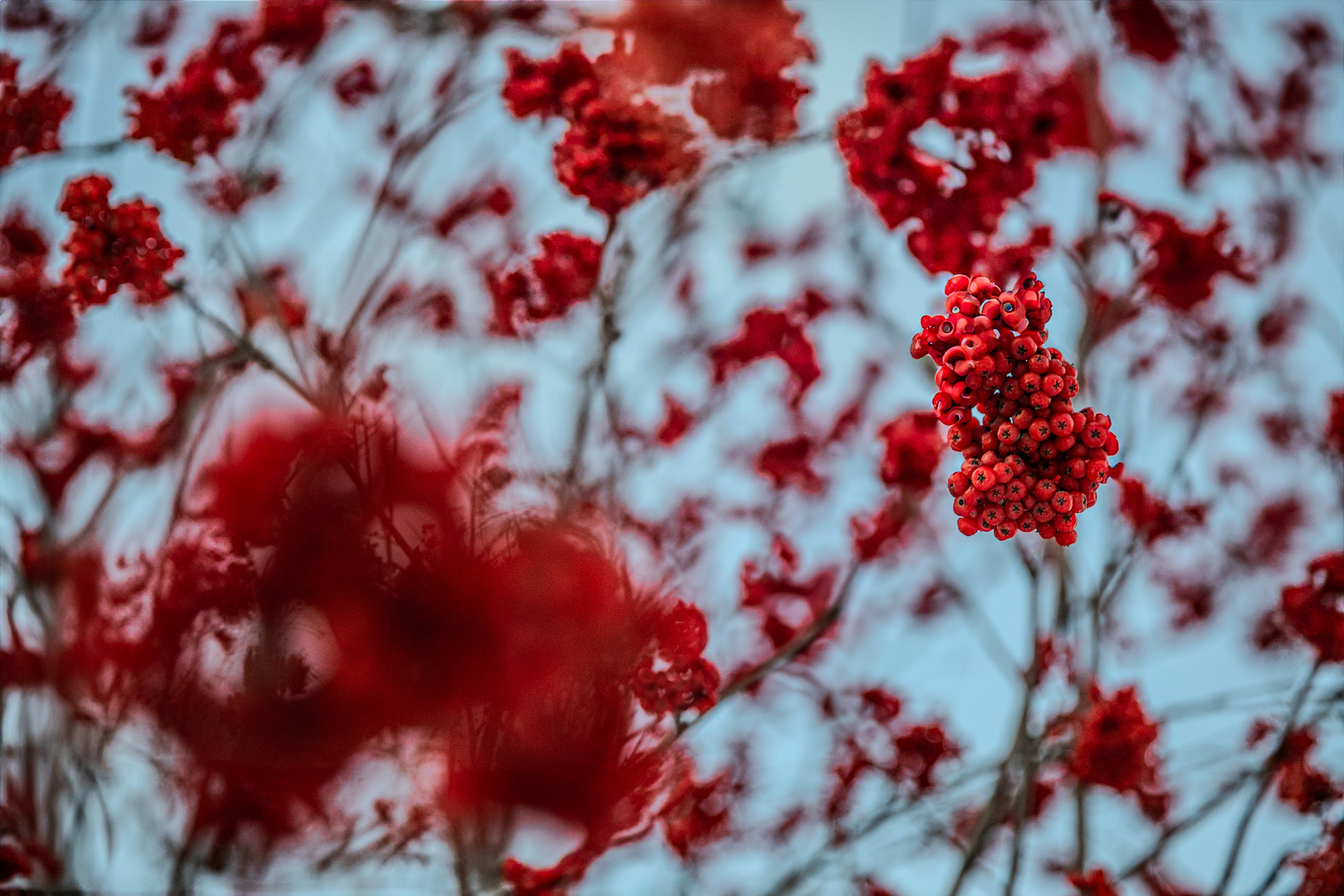 Времена года. Фотограф Елена Вишневская (Ушакова) Нефтеюганск, Сургут, Тюмень