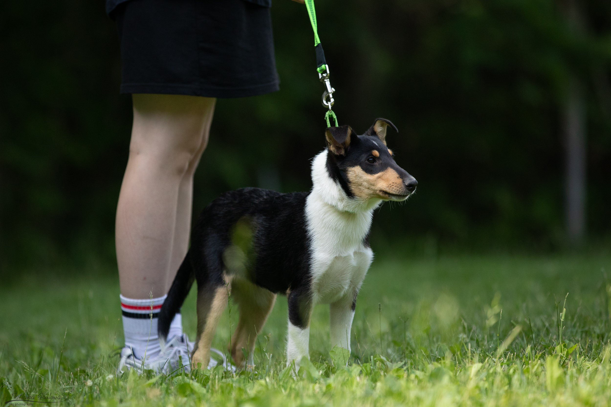 Репортаж с выводки молодняка колли/шелти в Ясенево. Фотограф-анималист в Москве и Московской области Татьяна Фролова