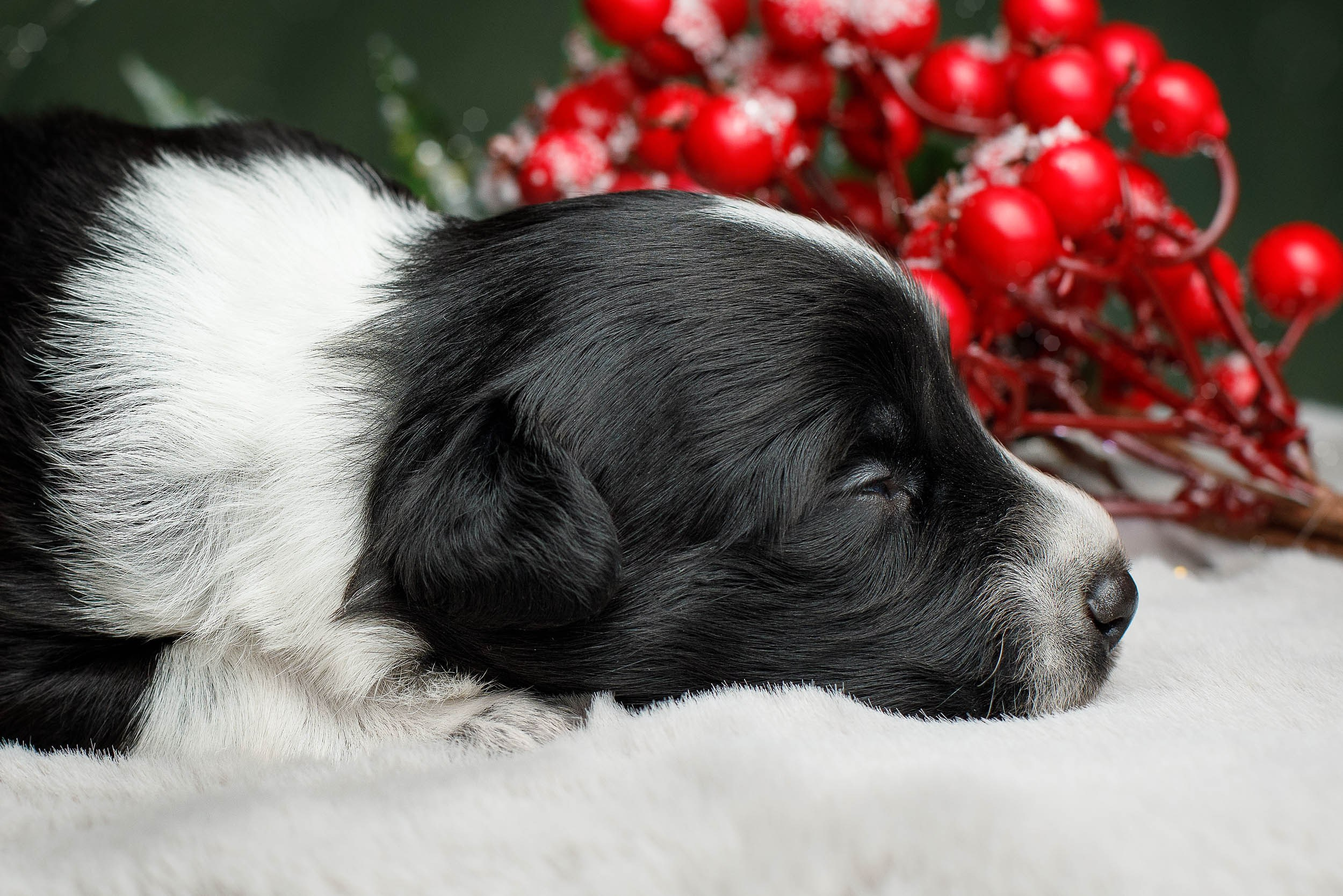 Студийная ньюборн съемка помета бордер-колли. Фотограф-анималист в Москве и Московской области Татьяна Фролова
