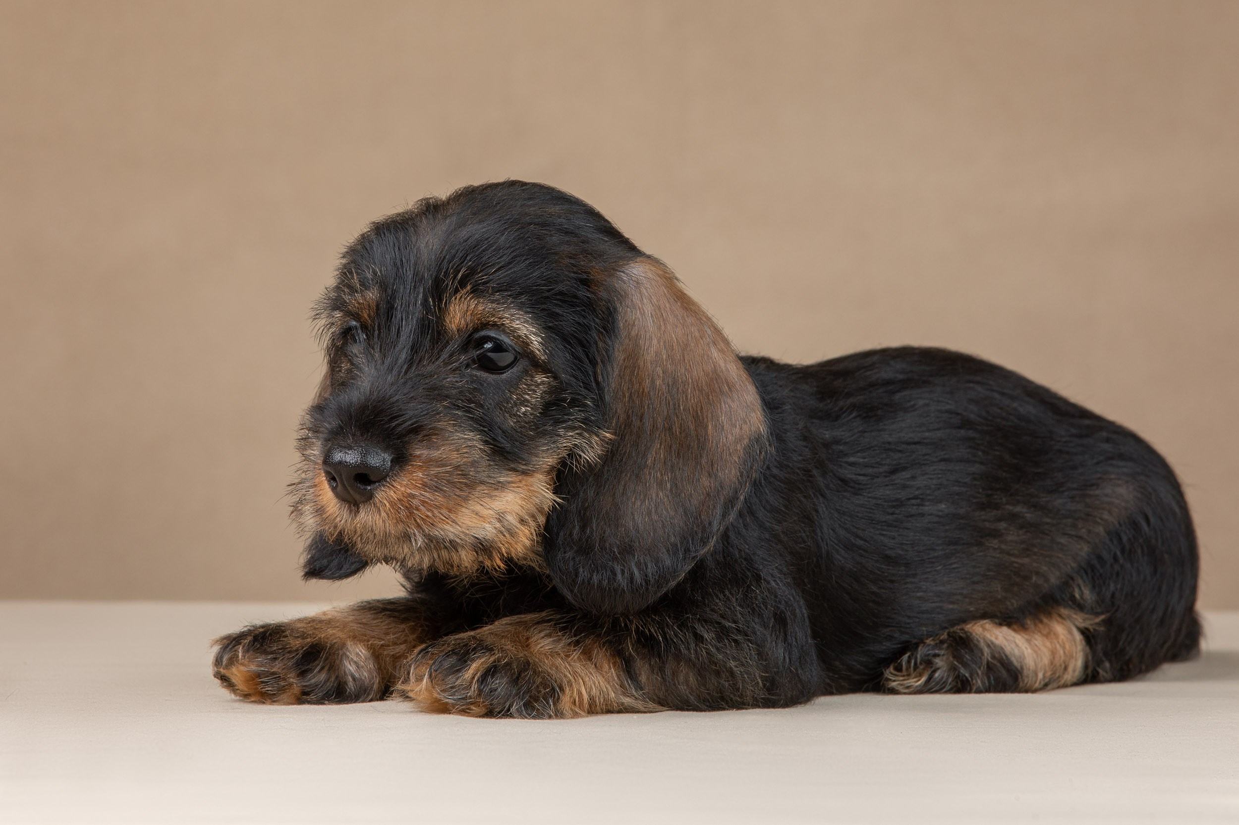 Съемка щенков жесткошерстной таксы на бежевом фоне в ящике. Фотограф-анималист в Москве и Московской области Татьяна Фролова