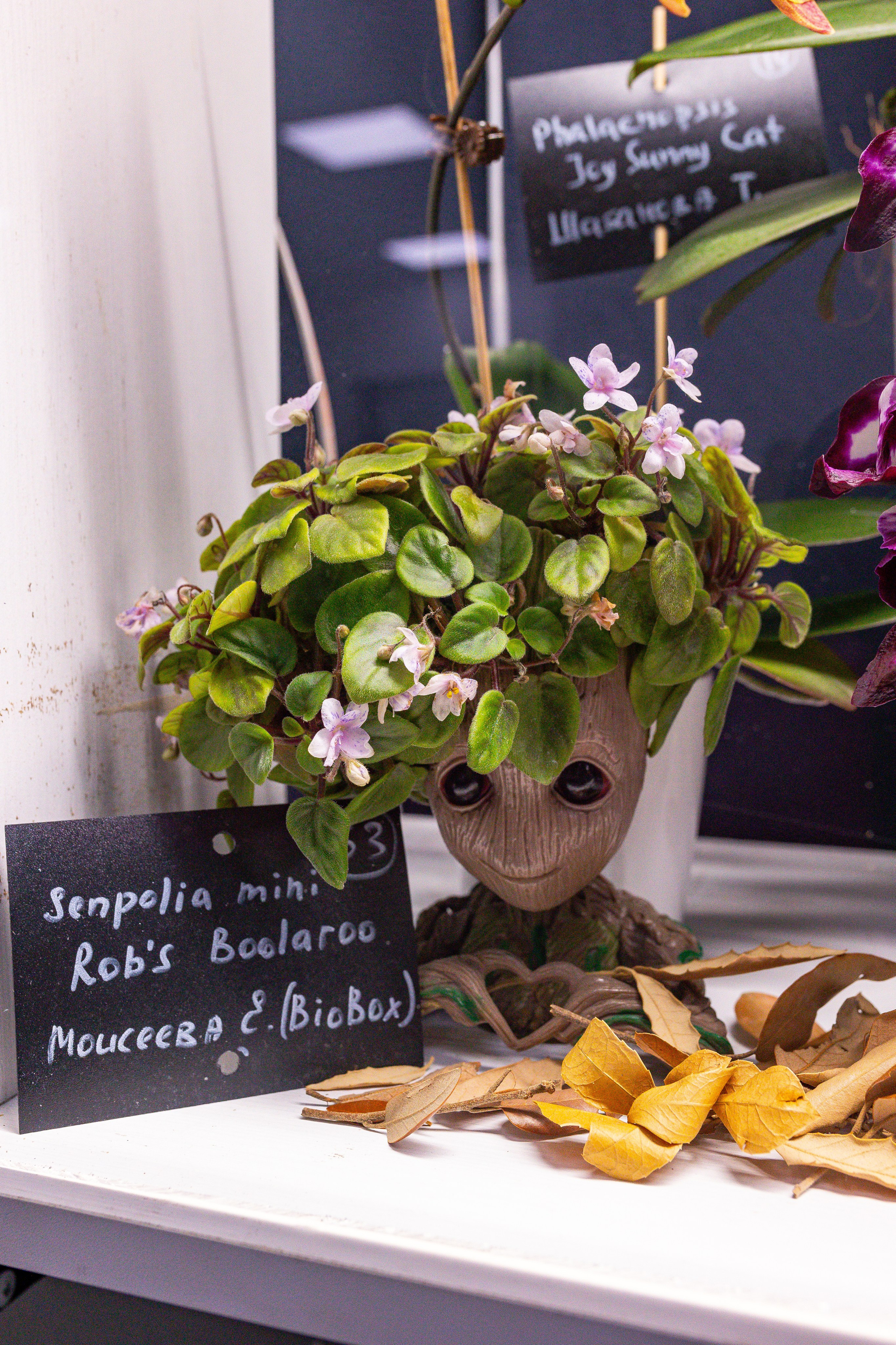 Орхидиум сентябрь 2025. Александра Куликова фотограф, Москва