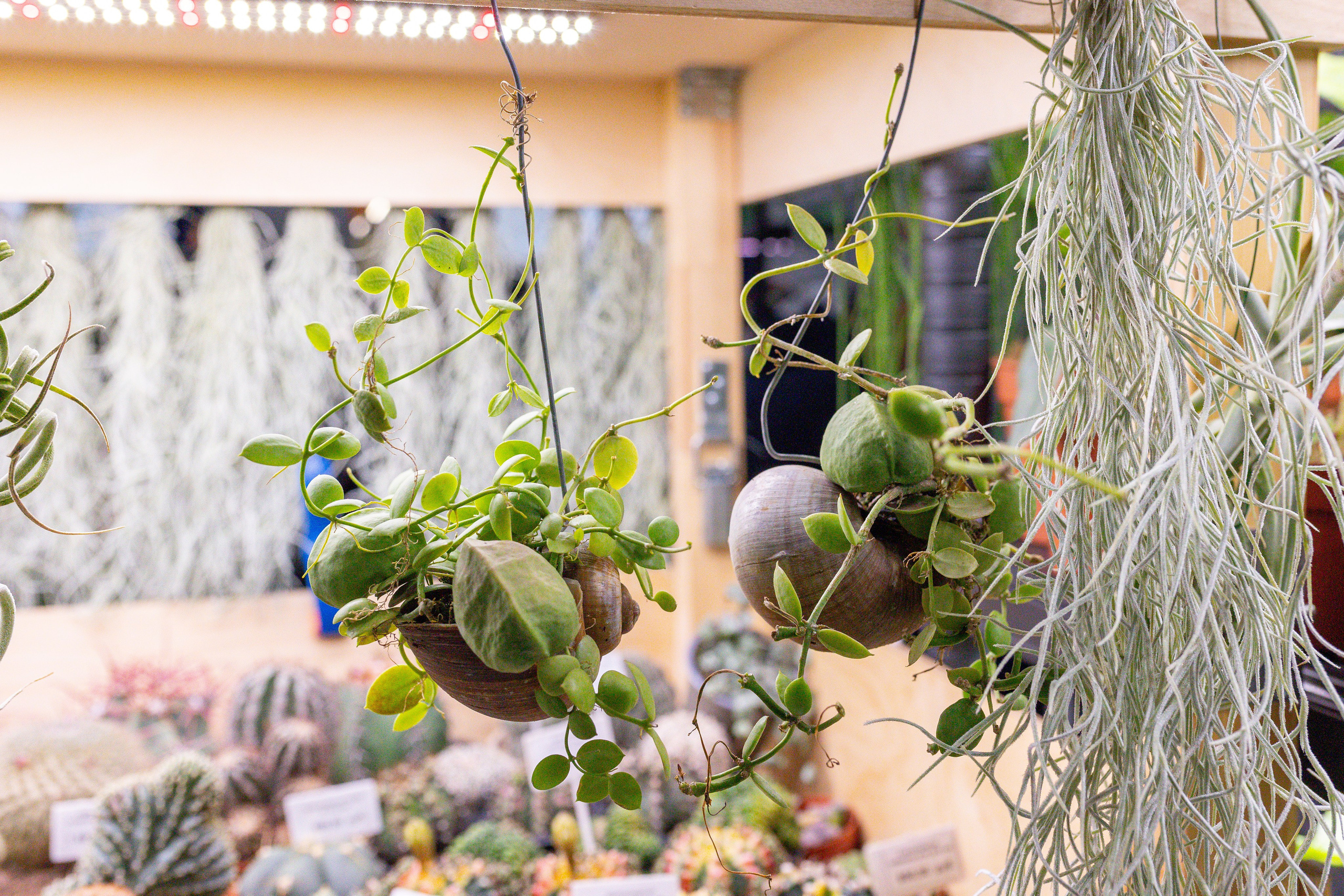 Монстериум 11–12 октября. Александра Куликова фотограф, Москва