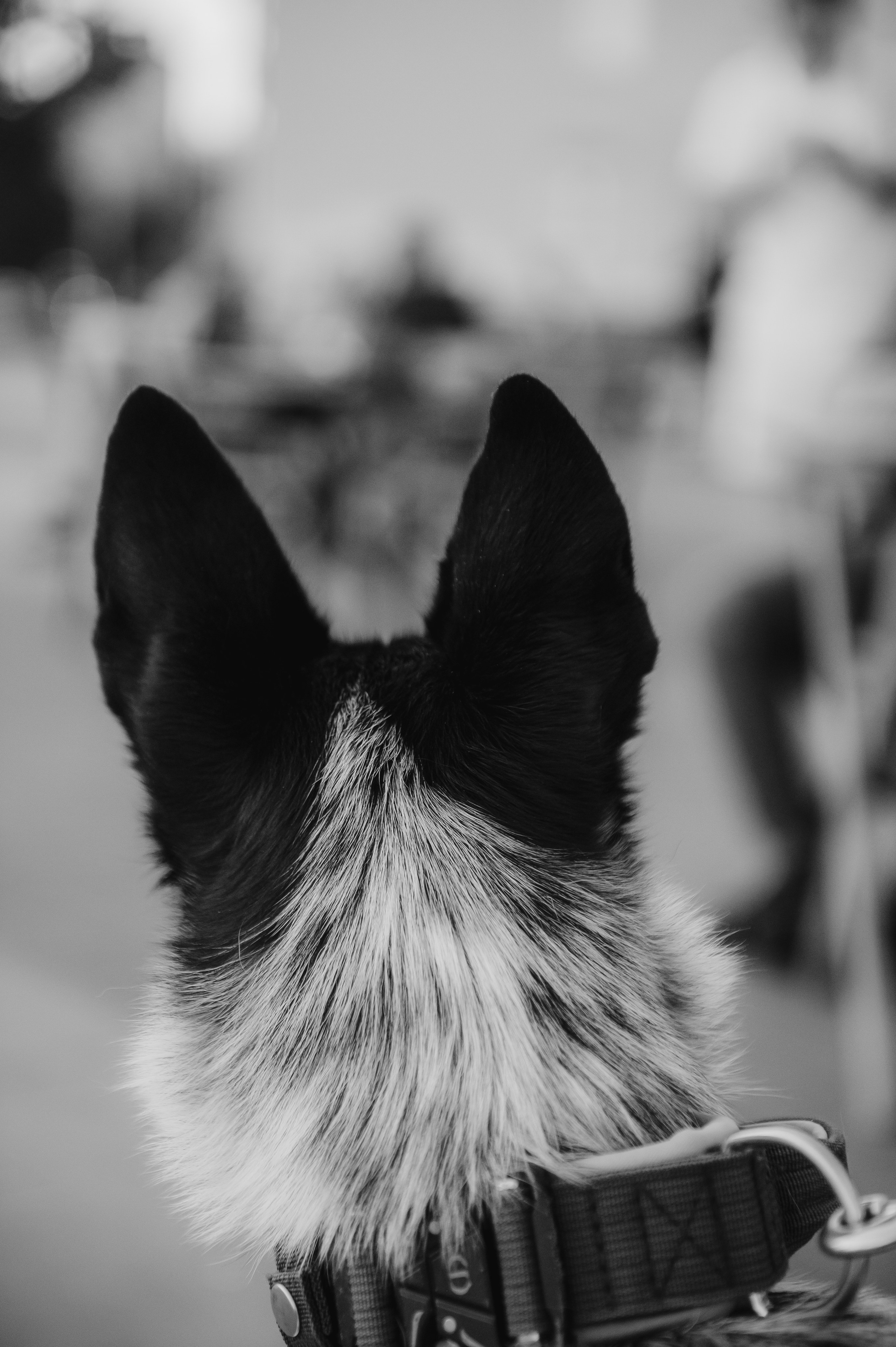 Олеся, Саша и Юка (Королев, 2024). Анна Пушина, фотограф, Москва, Королев, Пушкино