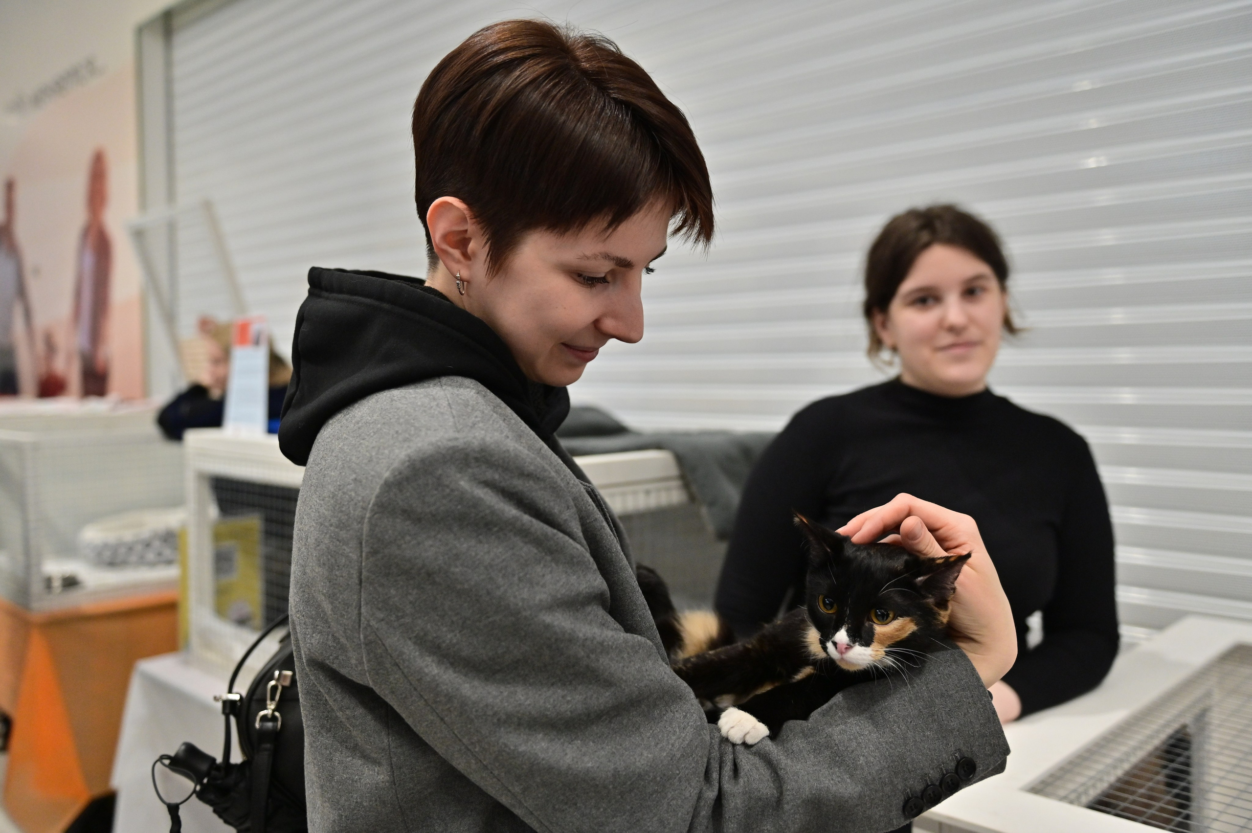 Выставка пристройство: приют «Подбери друга». Анна Пушина, фотограф, Москва, Королев, Пушкино