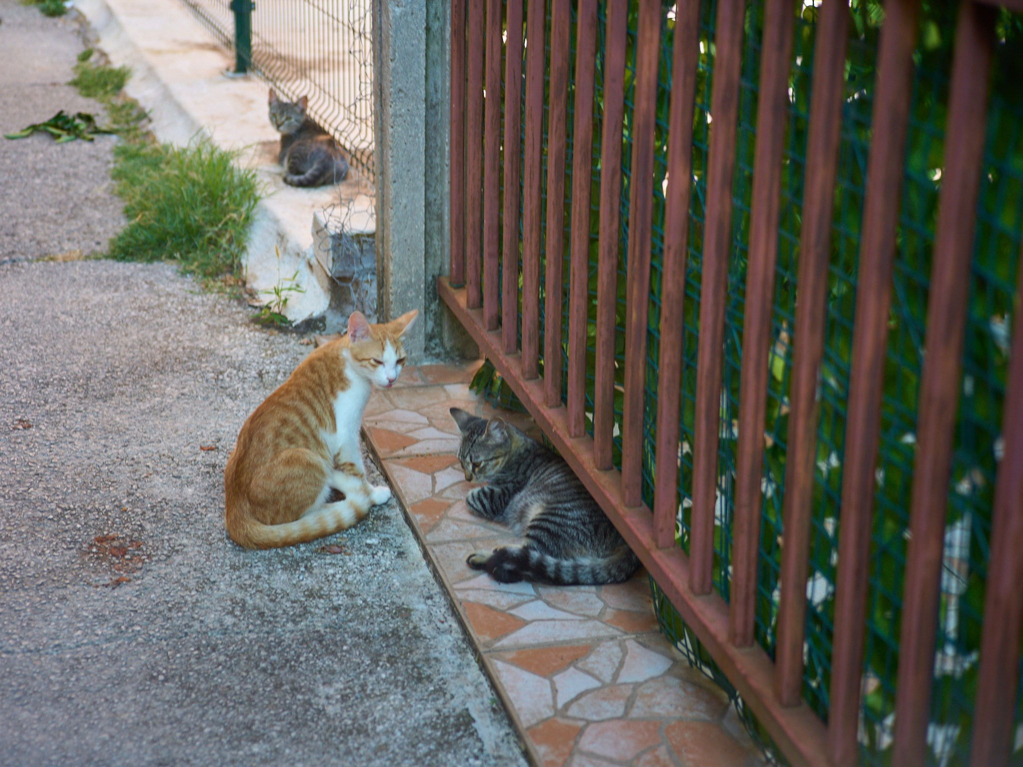 Черногория, сентябрь 2024. Фотограф, Римма Невинская
