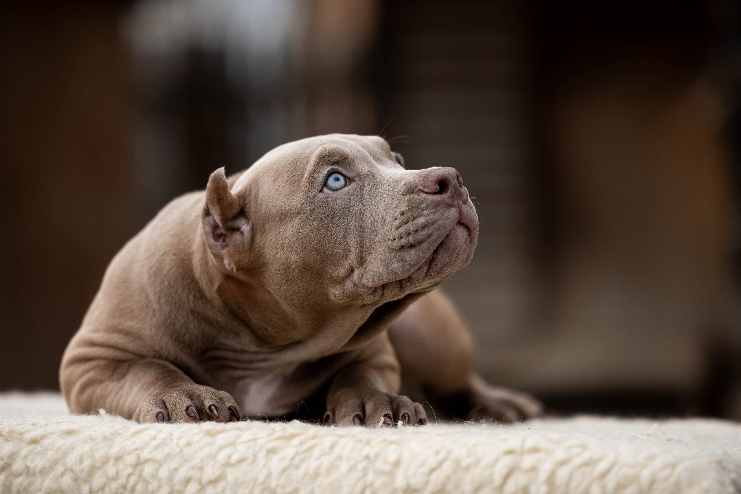 И снова булляшики. Фотограф Анималист в Перми Анастасия Остерман