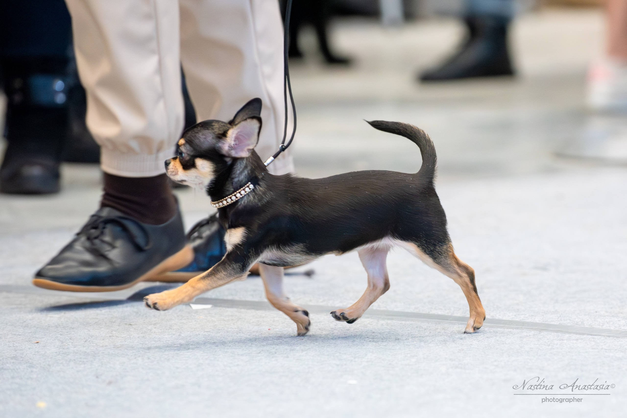 Выставки. Фотограф — Анималист