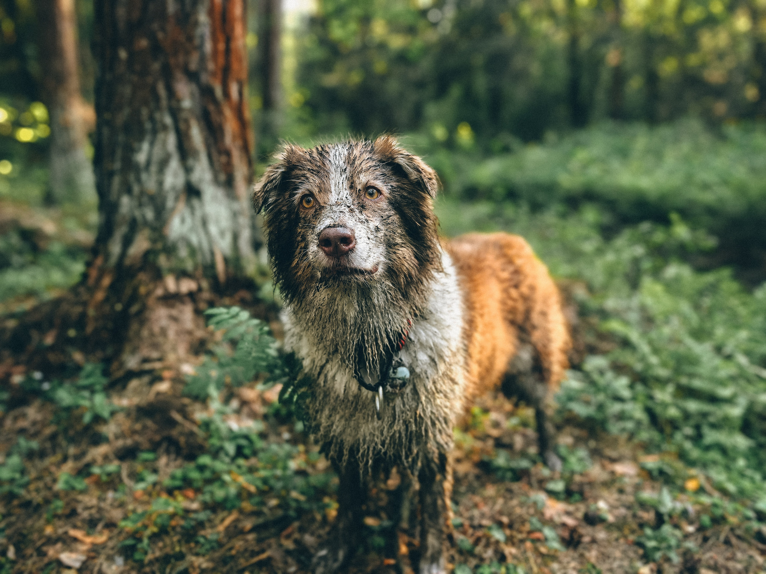 Ваши фотографии. Фотограф анималист Осипчикова Мария
