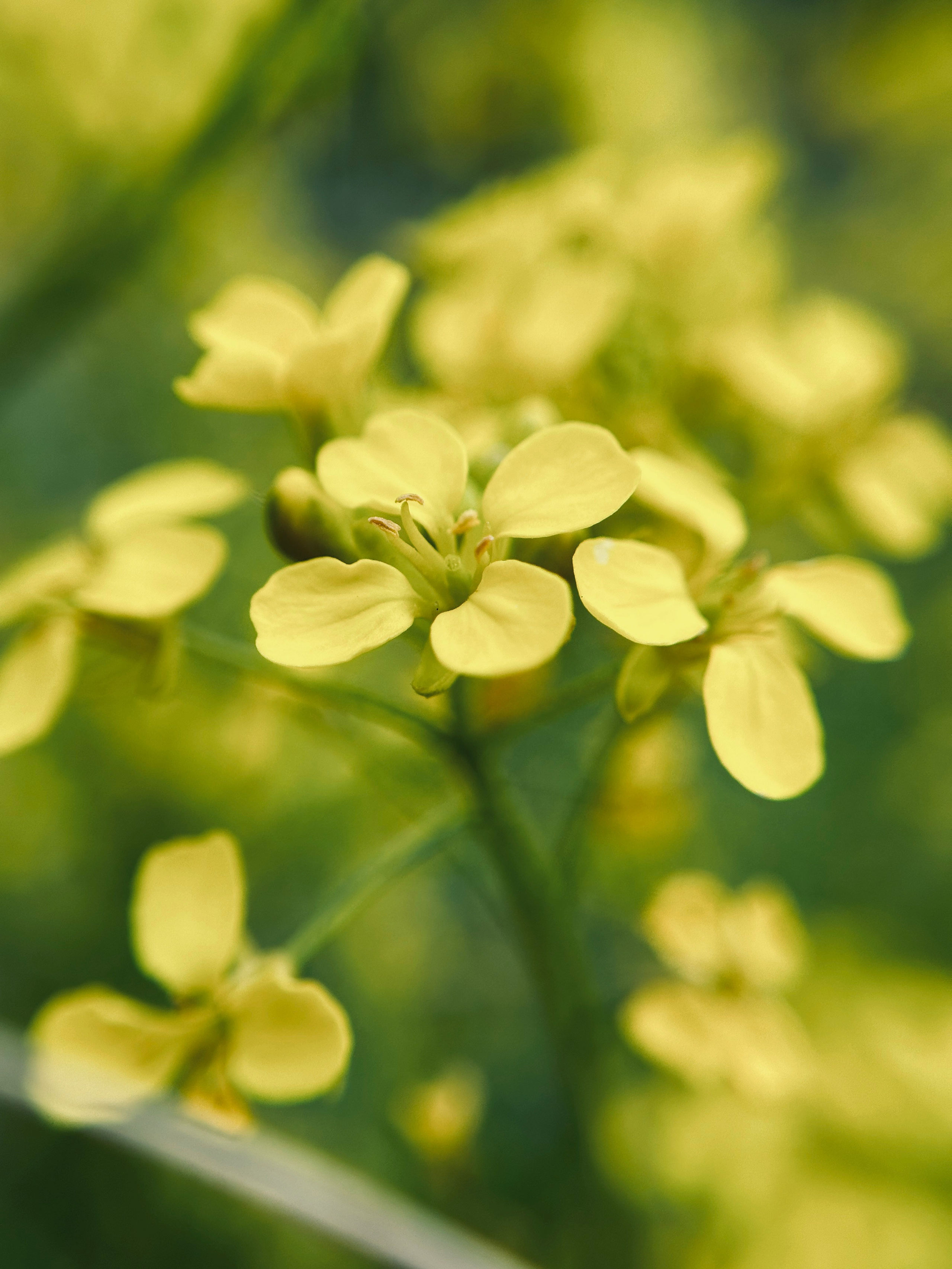 Макро любовь. Смотри, красота!