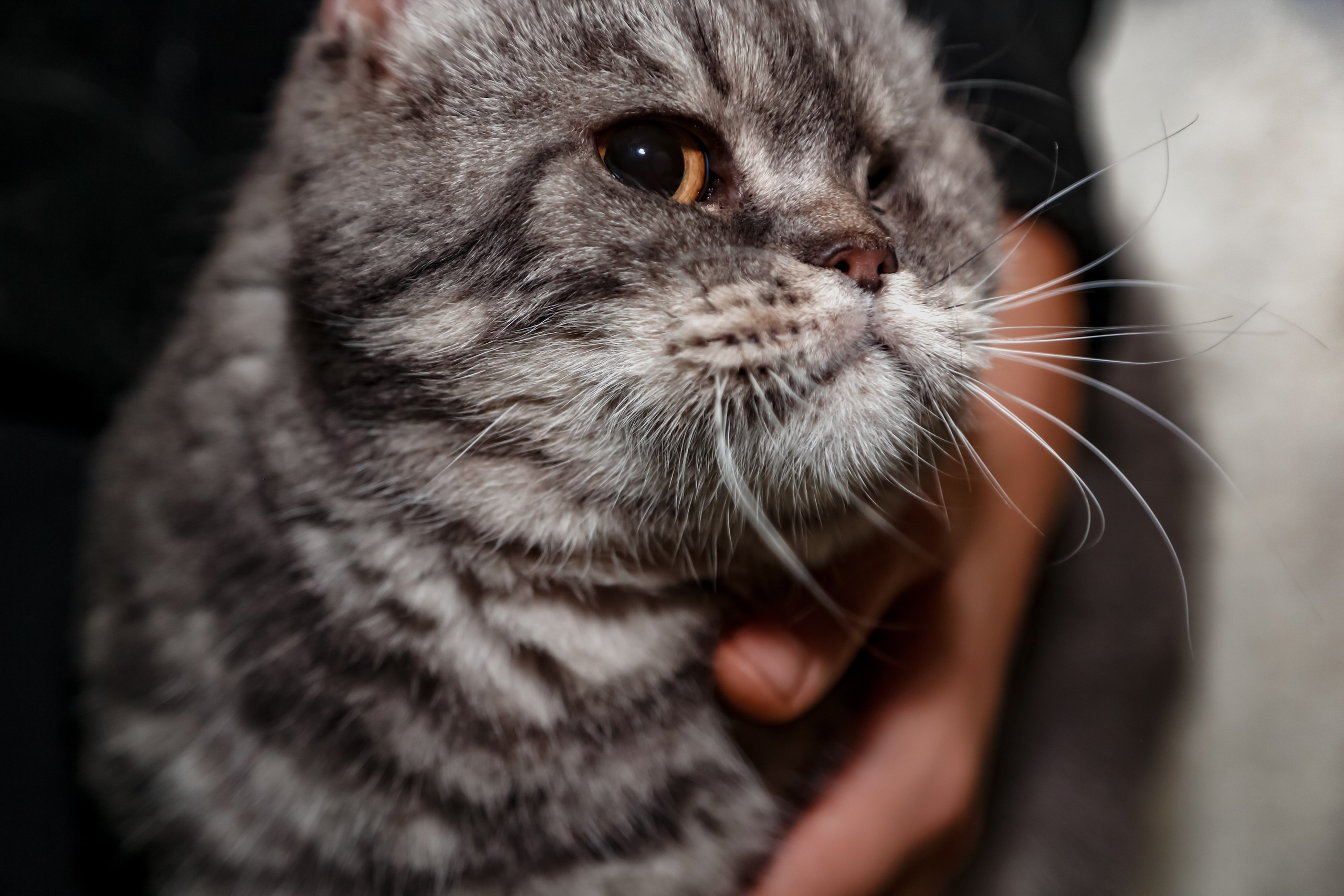 Приют Кошкин Дом Филимоша. Ваш фотограф в Оренбурге Рощупкина Екатерина