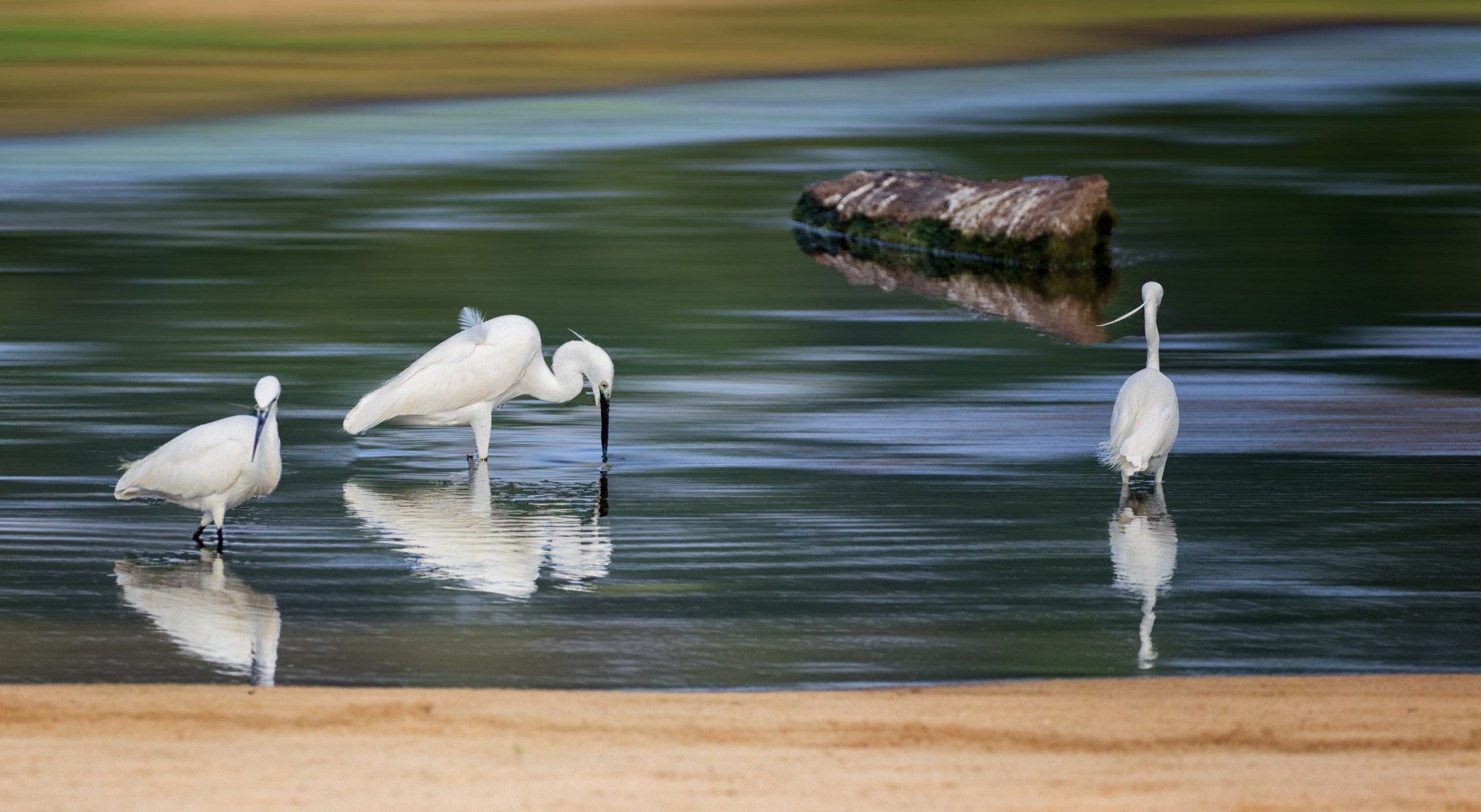 ПРИРОДА. Слепки времени. Фотографии природы и событий. Москва. Сергей Аллагулов